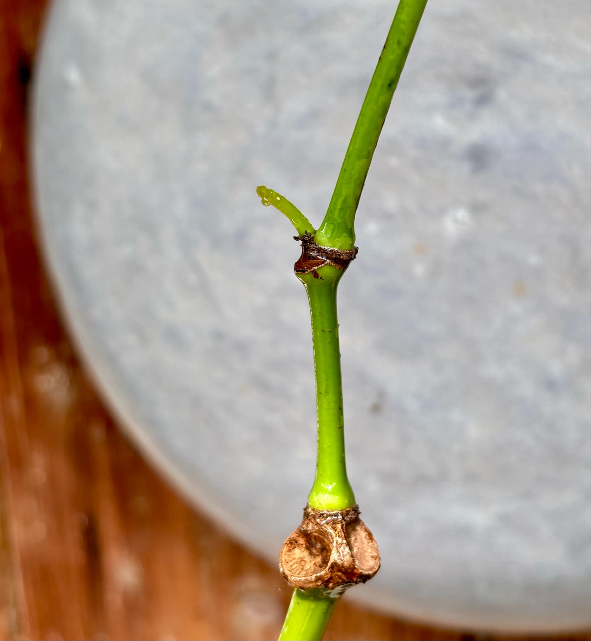 Sarawak Pepper  (Piper nigrum) - 1 potted plant / 1 getopfte Pflanze