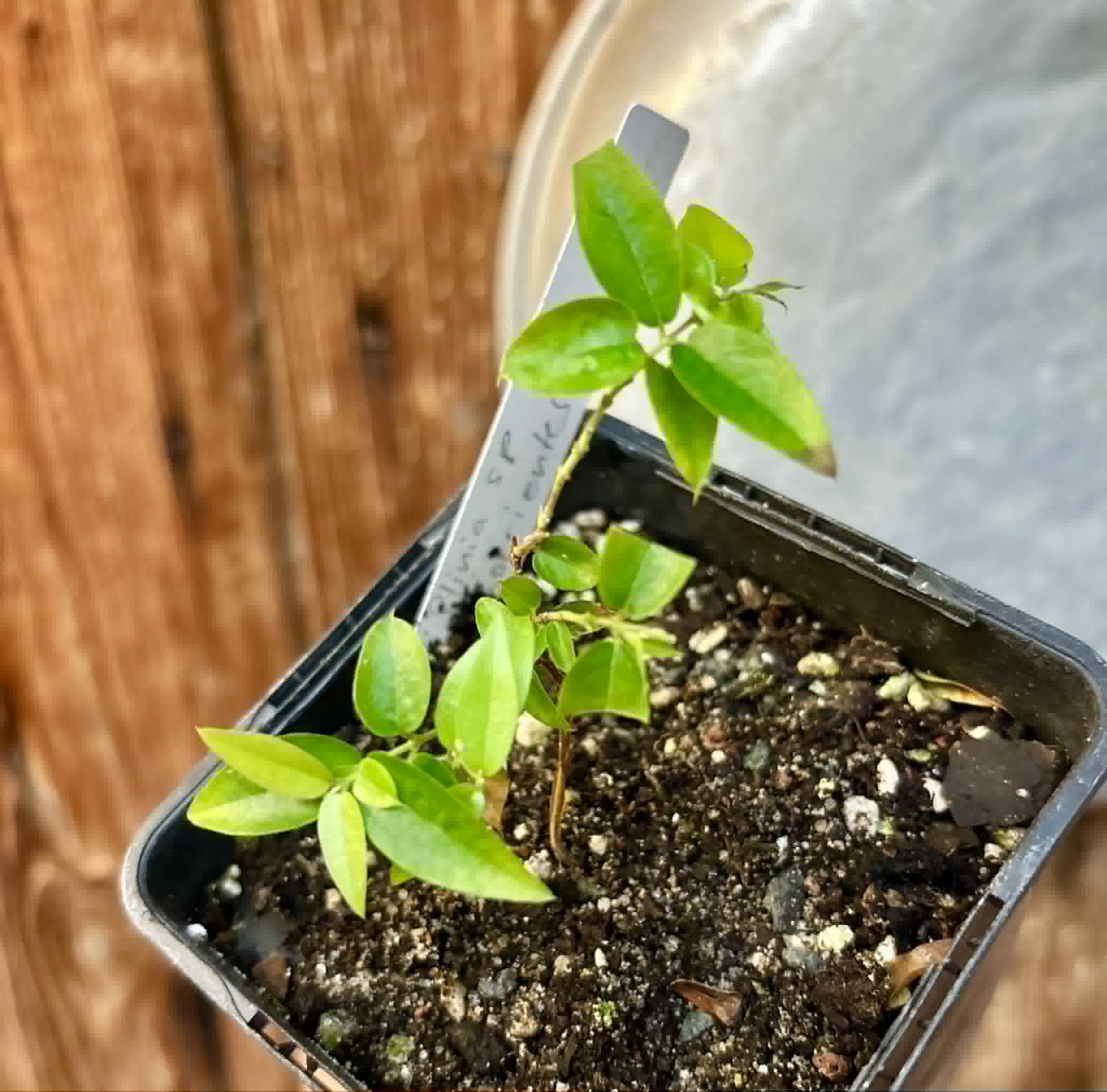 last plant - Plinia sp. Corrientes Argentina -  1 potted seedling / 1 getopfter Sämling