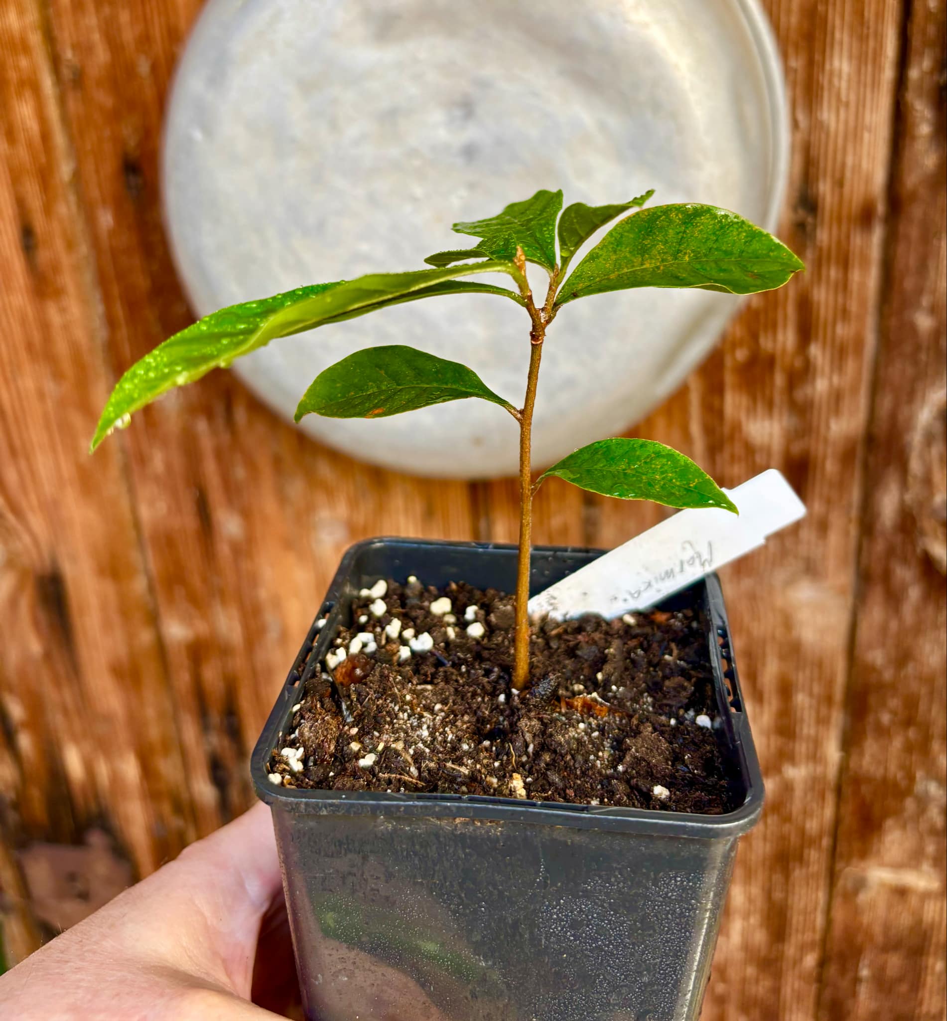 Marmixa (Pradosia lactescens) - 1 potted plant / 1 getopfte Pflanze