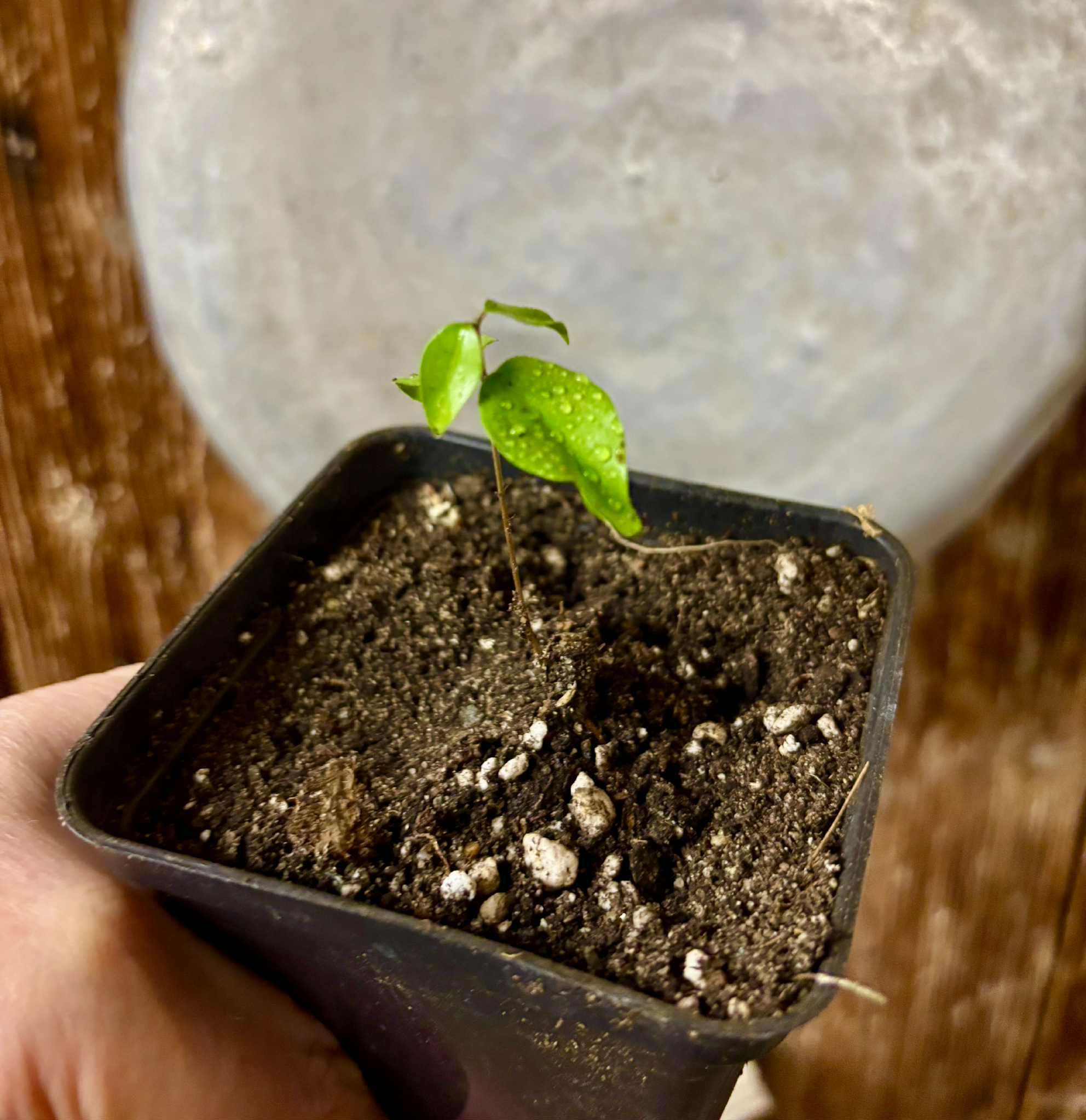 Guamirim Cereja do Sul (Eugenia modesta) - 1 potted seedling / 1 getopfter Sämling