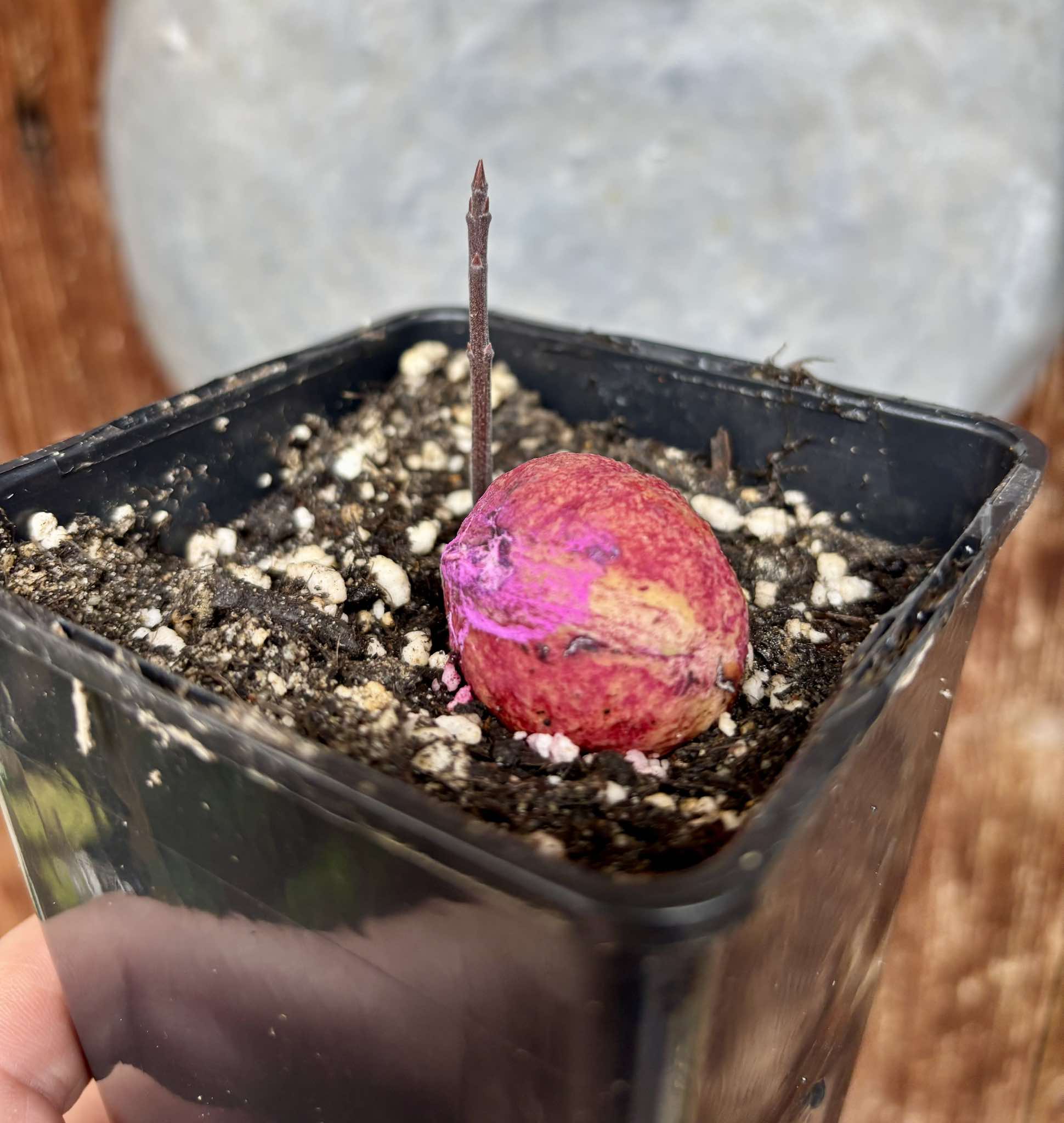 Eugenia sp BIG Maca-  1 small potted seedling / 1 kleiner, getopfter Sämling