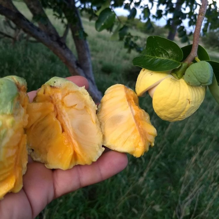 Araticum Pinha (Annona vepretorum)  - 1 fresh seed / 1 frischer Samen