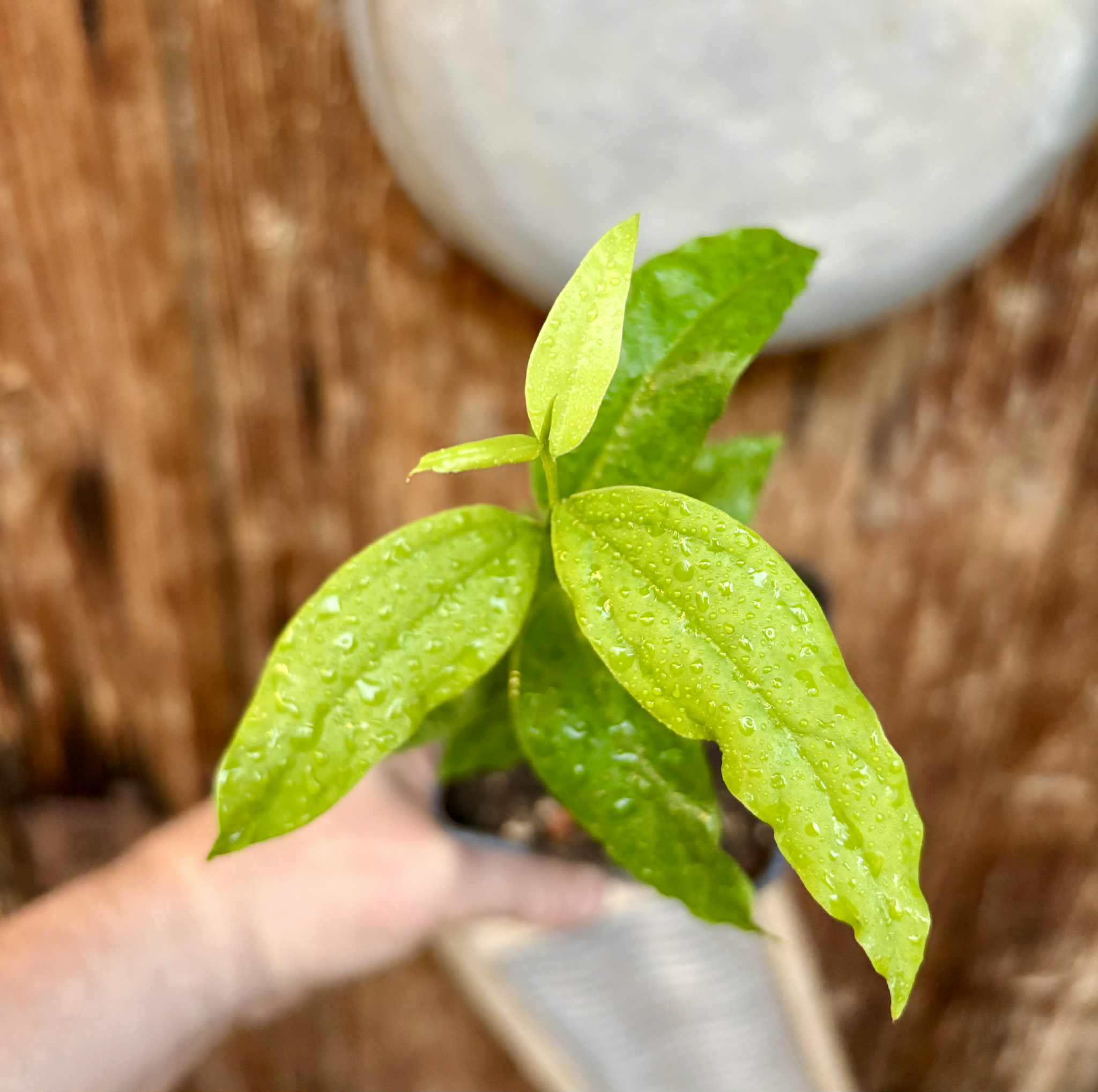 Ximenia americana - Ameixa da Caatinga - 1 potted seedling / 1 getopfter Sämling