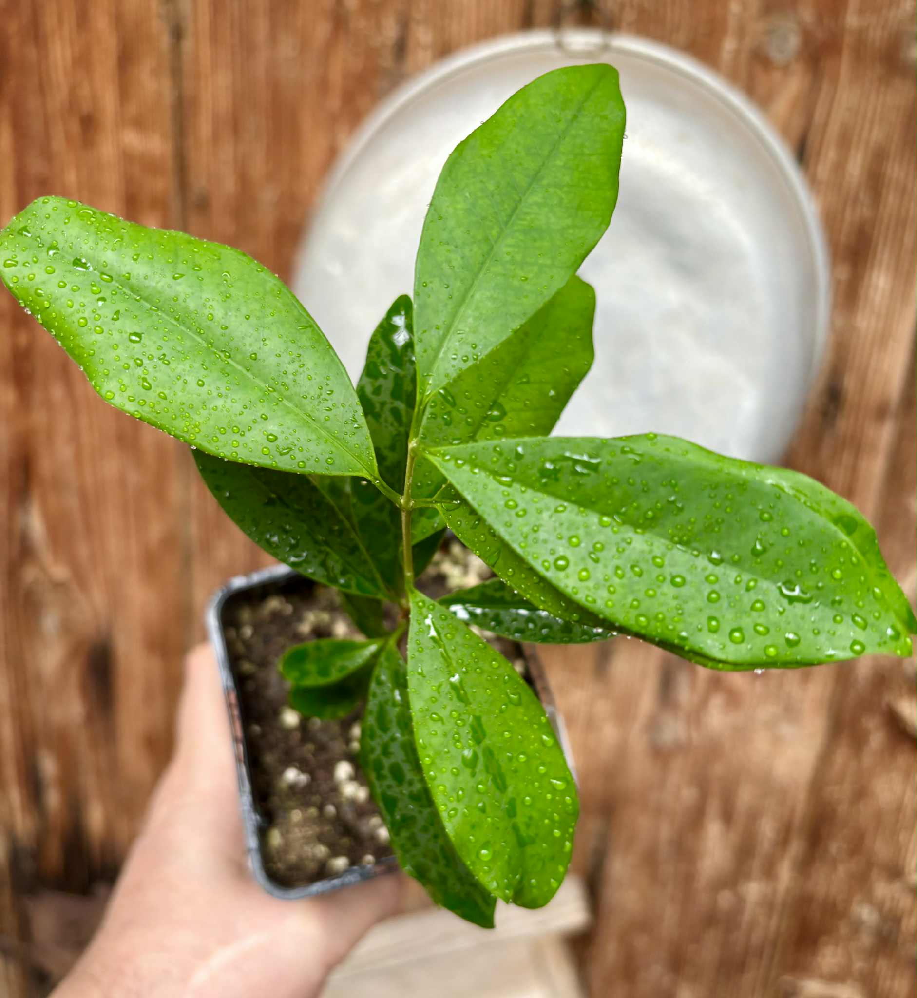 Eugenia cerasiflora - 1 potted plant - 1 getopfte Pflanze