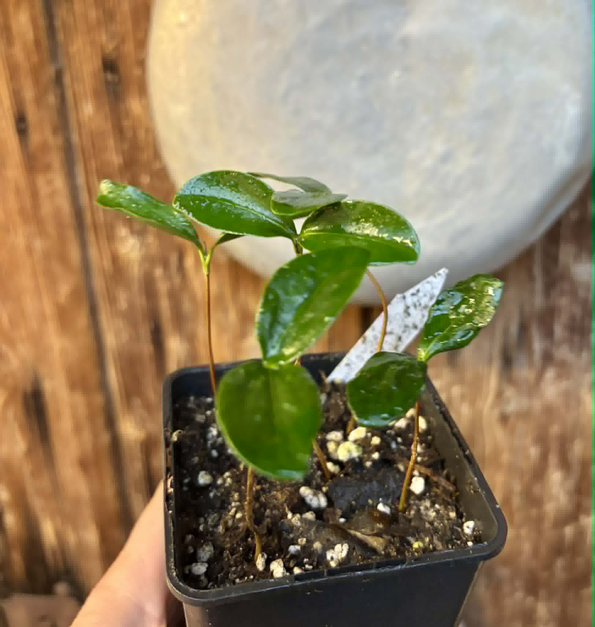 5 in 1 pot - Aquai (Chrysophyllum gonocarpum var. BIG Itacare)  -  5 seedlings in one pot / 5 Sämlinge in einem Topf