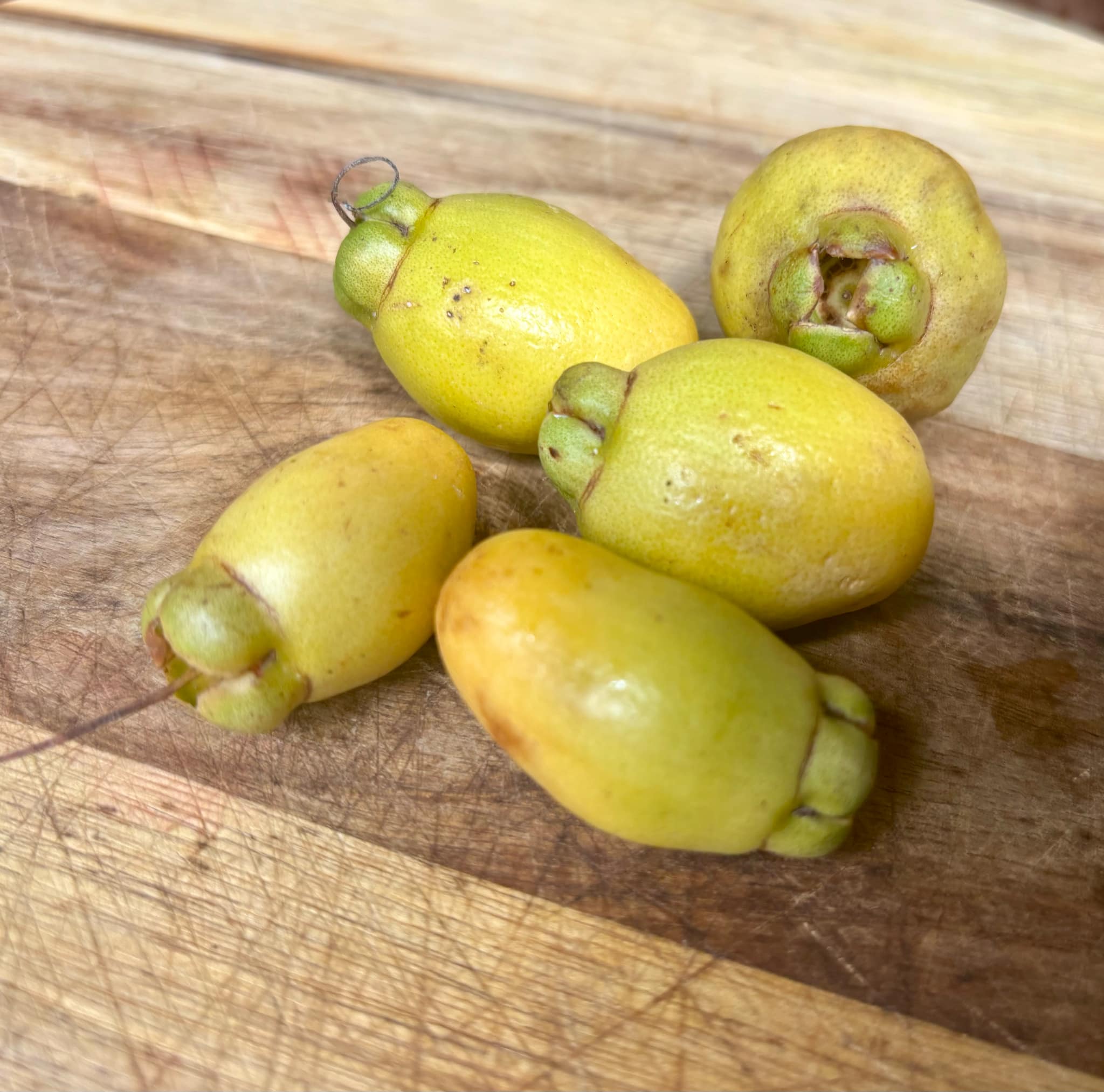 Rose Apple (Syzygium jambos) - 1 fresh seed / 1 frischer Samen Rose Apple (Syzygium jambos) - 1 fresh seed / 1 frischer Samen