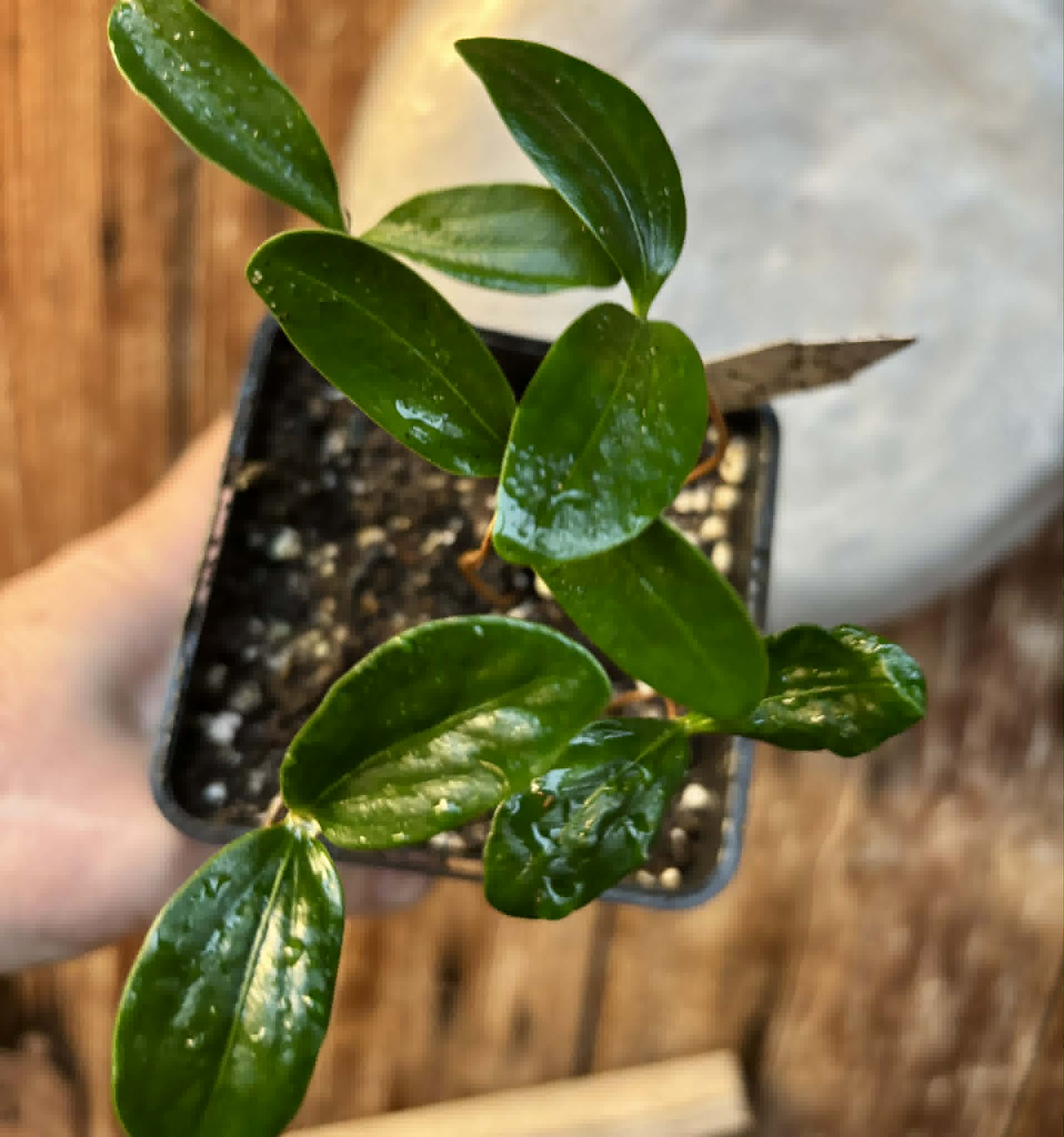 5 in 1 pot - Aquai (Chrysophyllum gonocarpum var. BIG Itacare)  -  5 seedlings in one pot / 5 Sämlinge in einem Topf