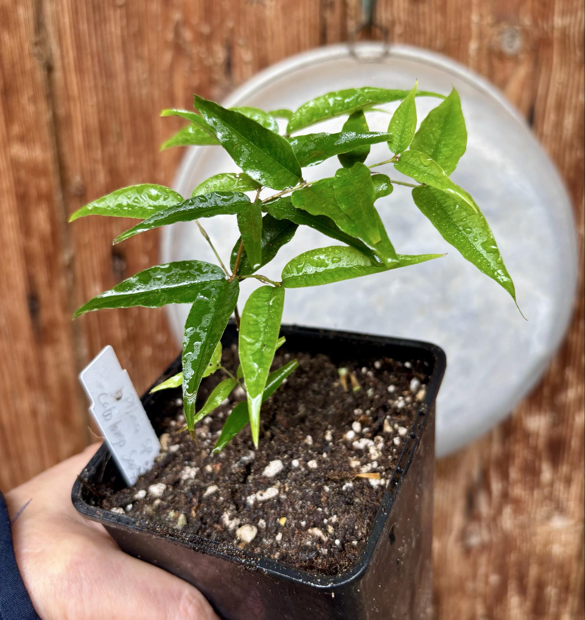 Plinia sp Cabo longo Sao Joao -  1 potted seedling / 1  getopfter Sämling Plinia sp Cabo longo Sao Joao -  1 potted seedling / 1  getopfter Sämling