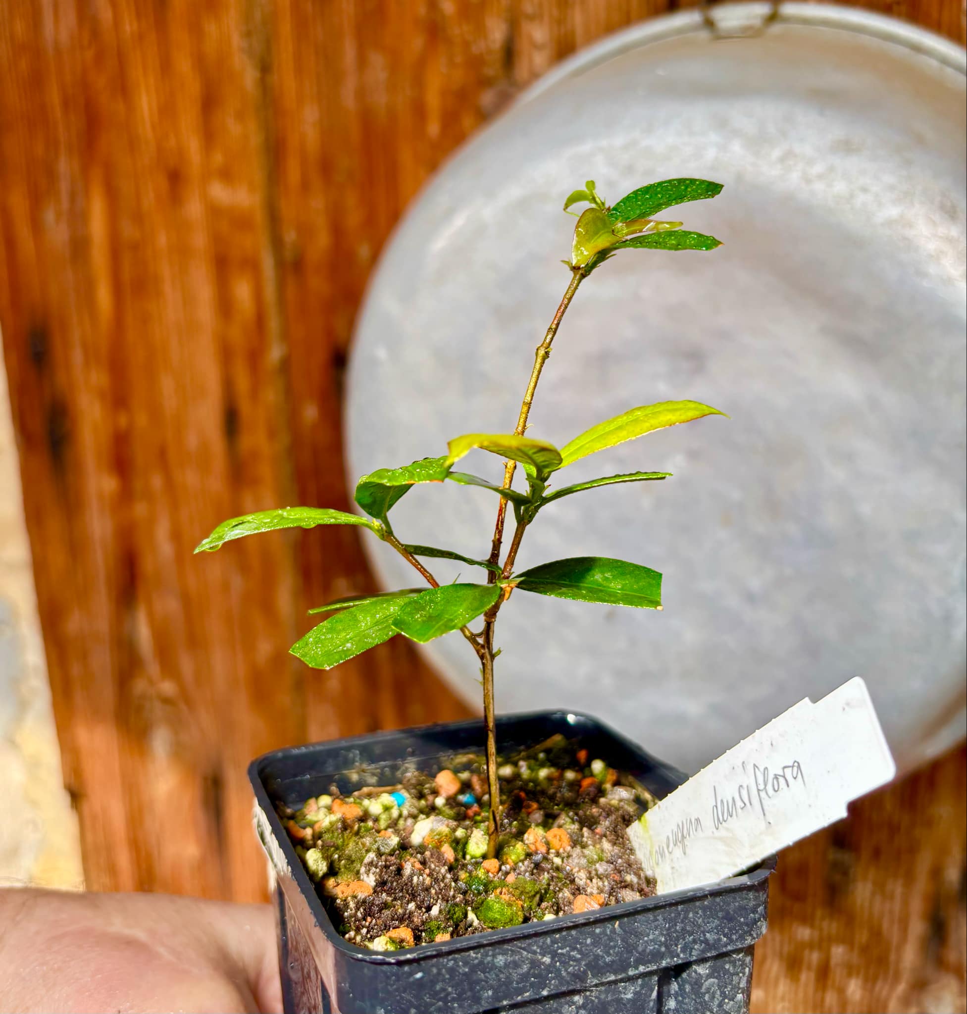 Siphoneugena densiflora - 1 potted plant/ 1  getopfte Pflanze