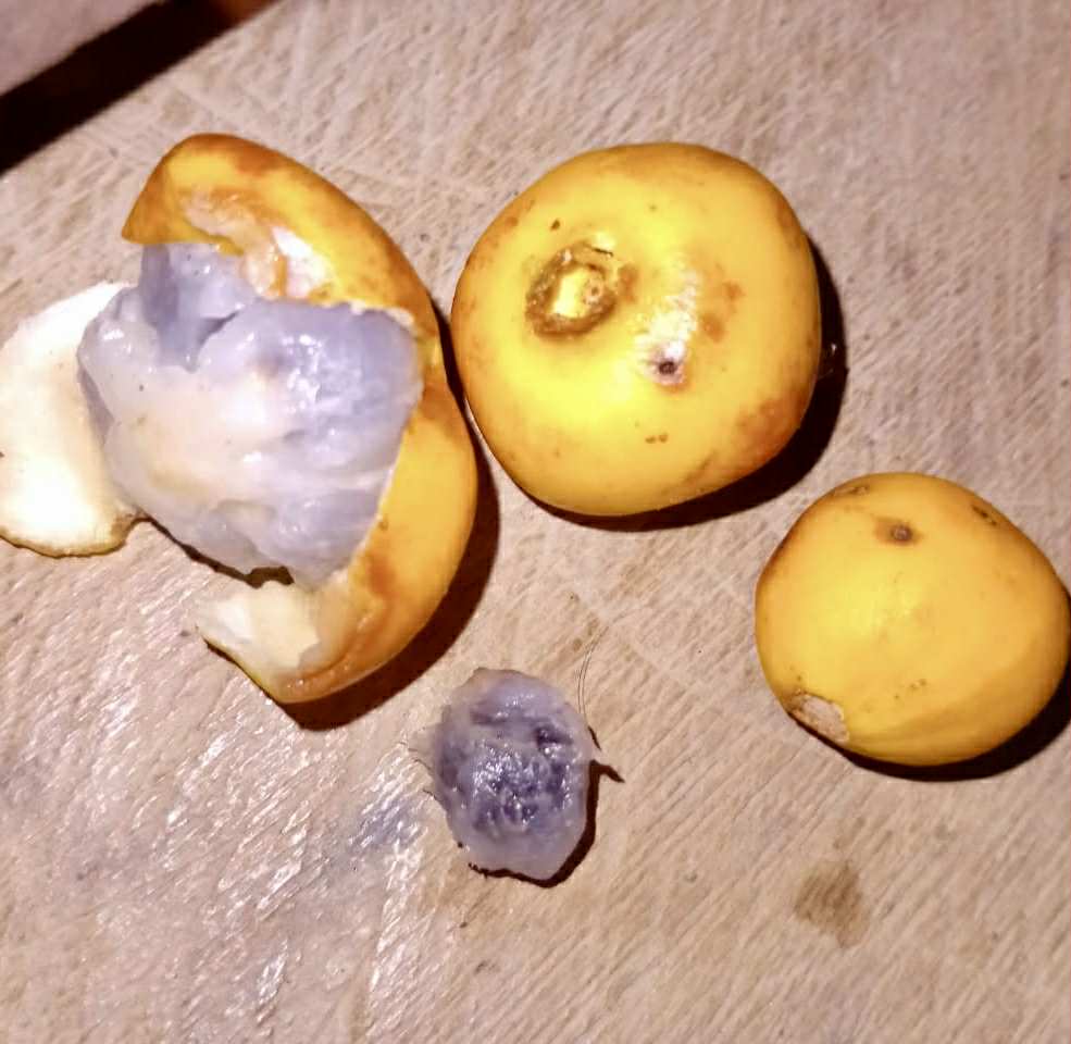 Mouriri sp Rondonia - 1 fresh seed / 1 frischer Samen