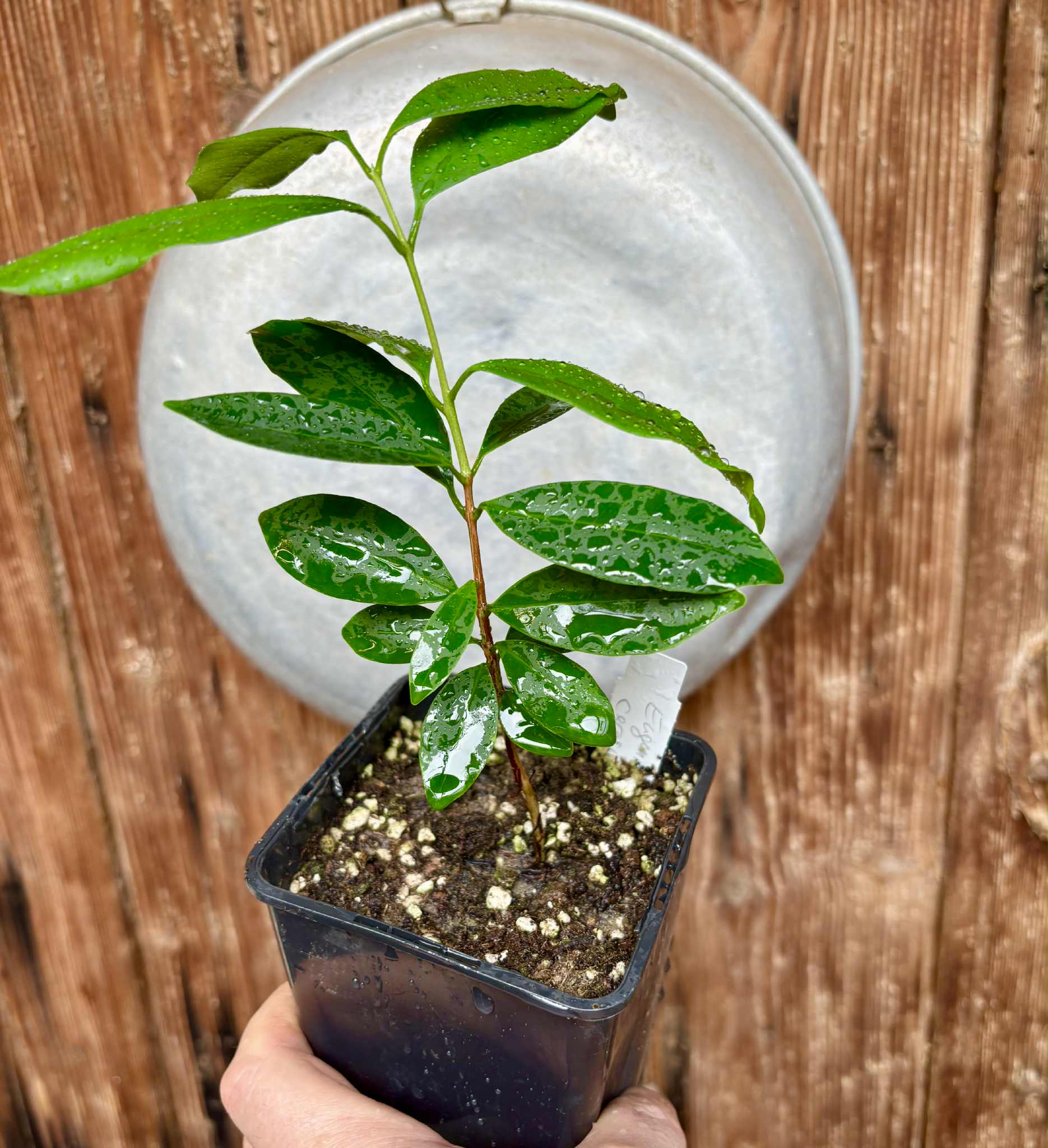 Eugenia cerasiflora - 1 potted plant - 1 getopfte Pflanze