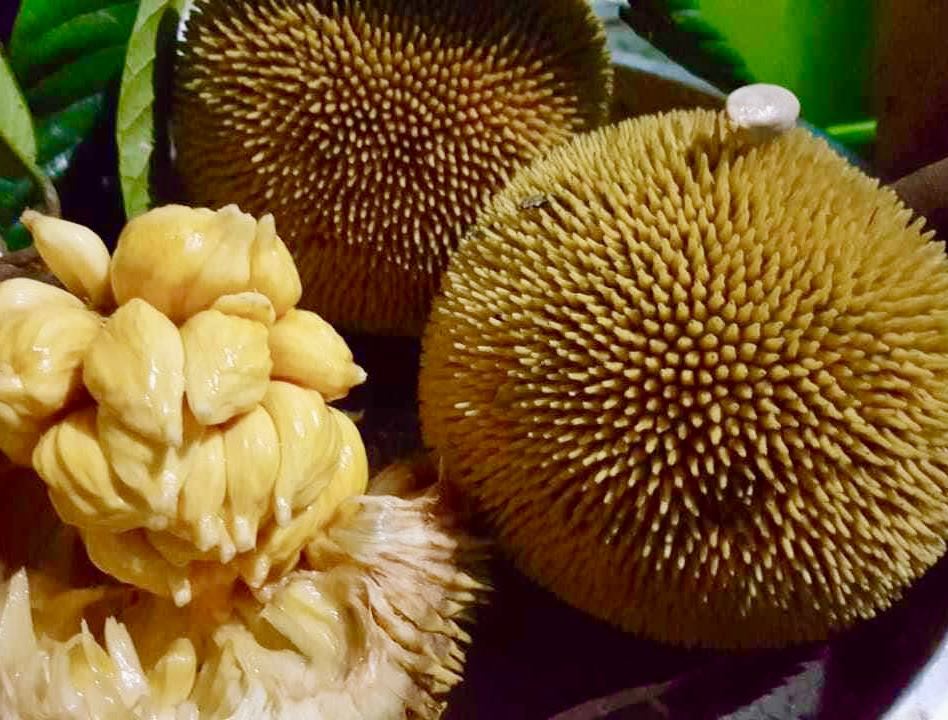 Artocarpus rigidus  -  1 fresh seed / 1 frischer Samen