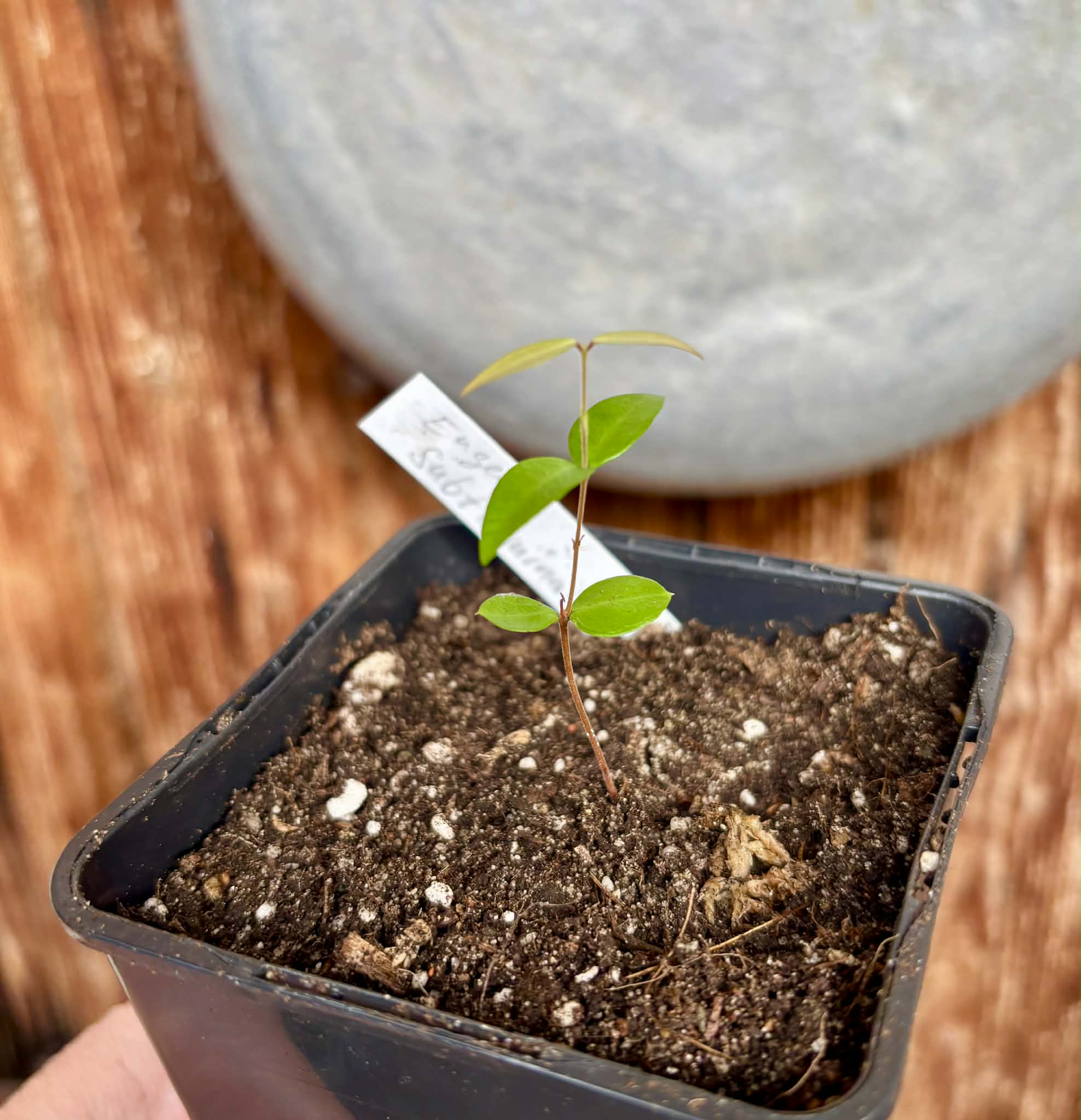Eugenia subterminalis - 1 potted seedling / 1 getopfter Sämling
