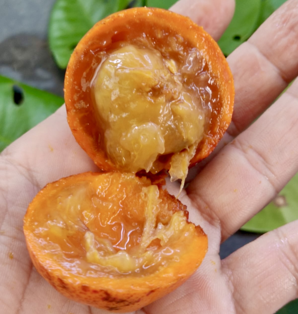 Plinia sp Cambuca vermelha - Rare exotic plant - Seltene exotische Pflanze