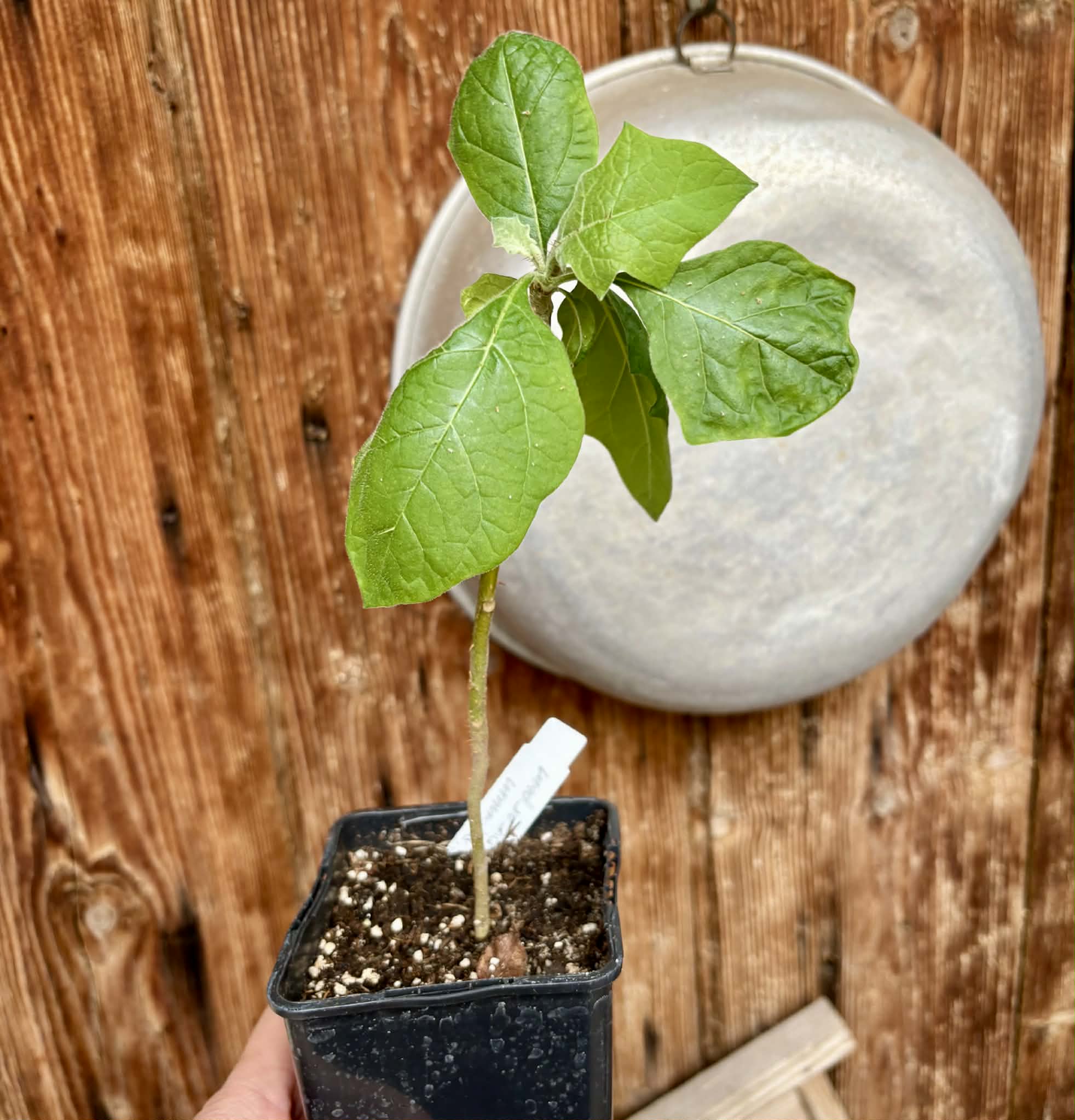 Juã-Açu - Solanum oocarpum - 1 potted plant / 1 getopfte Pflanze