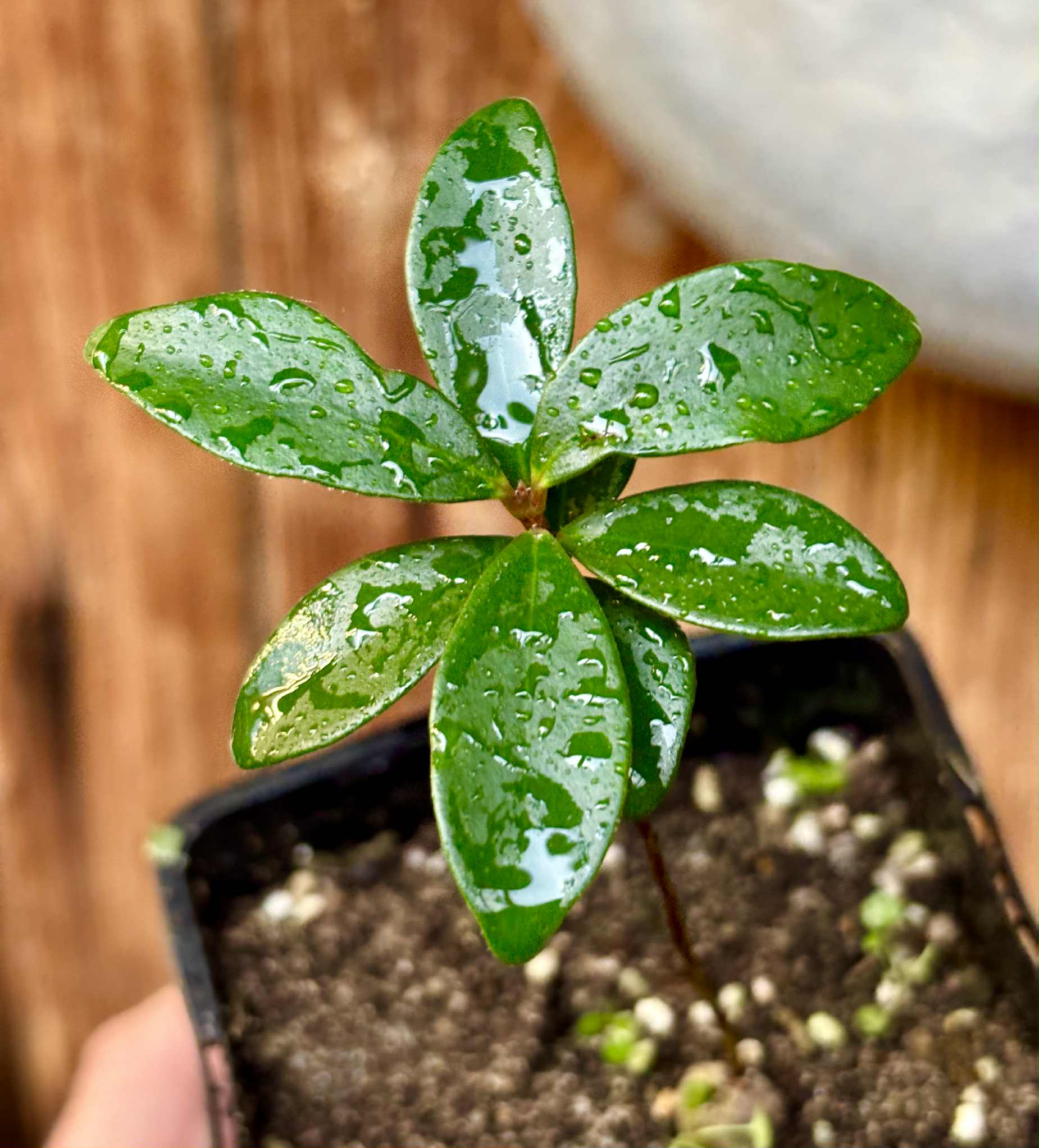 the Eugenia from Australia - Eugenia reinwardtiana - Cedarbay Cherry -  1 small potted seedling / 1 kleiner, getopfter Sämling