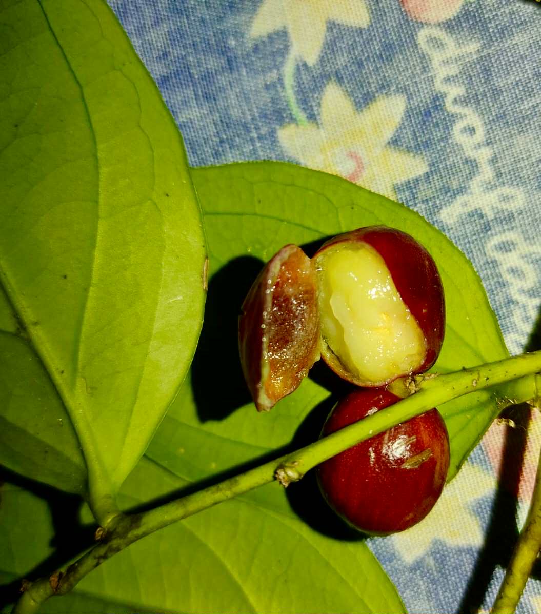 Dulacia sp. Cafe doce  -  1 germinated seed / 1 gekeimter Samen