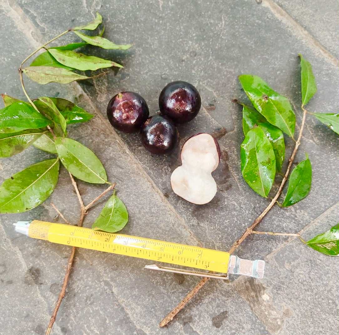 Plinia sp. do Frade - 1 fresh seed / 1 frischer Samen