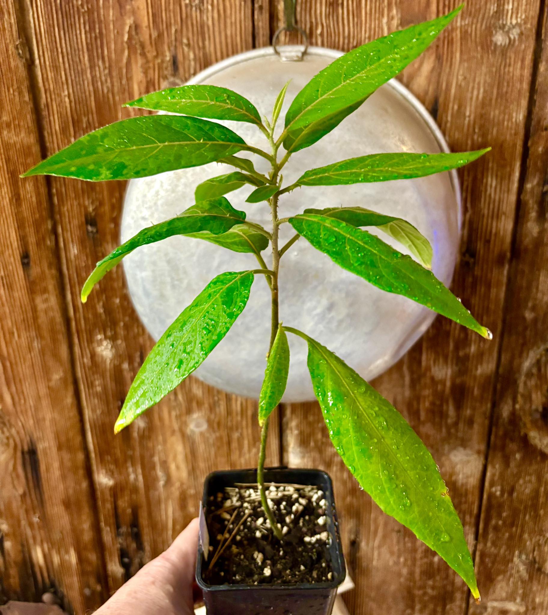 Solanum sp. Mata Escura - 1 potted plant / 1 getopfte Pflanze