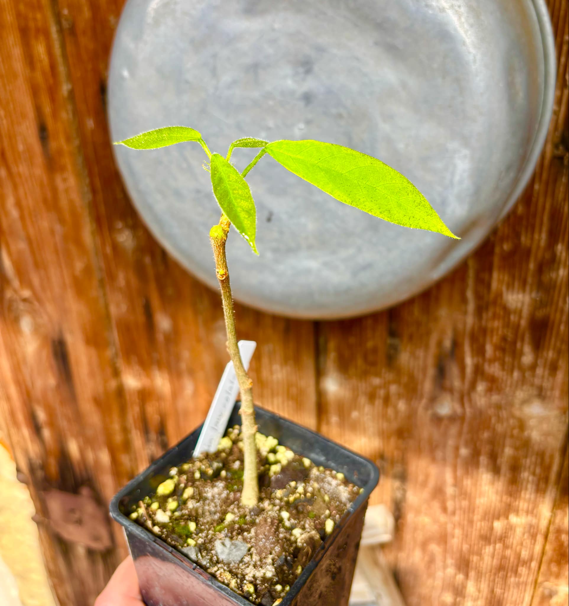 Sterculia lanceolata - 1 potted plant / 1 getopfte Pflanze 