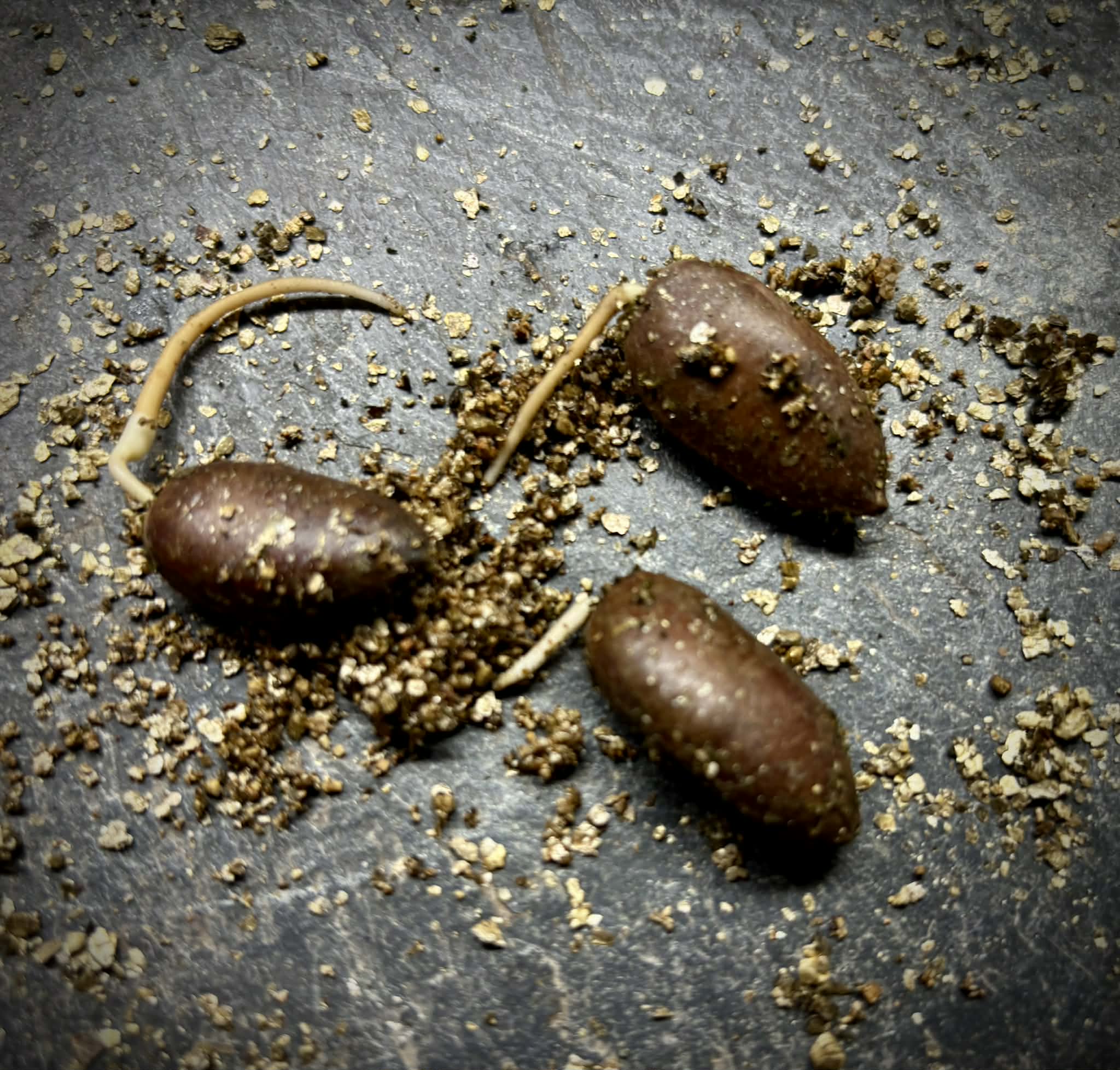 PawPaw var. Prima 1216 (Asimina triloba) - 1 germinated seed / 1 gekeimter Samen