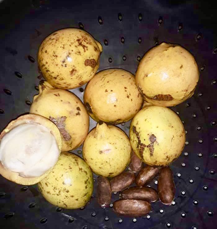 Garcinia sp Tupari - 1 fresh seed / 1 frischer Samen