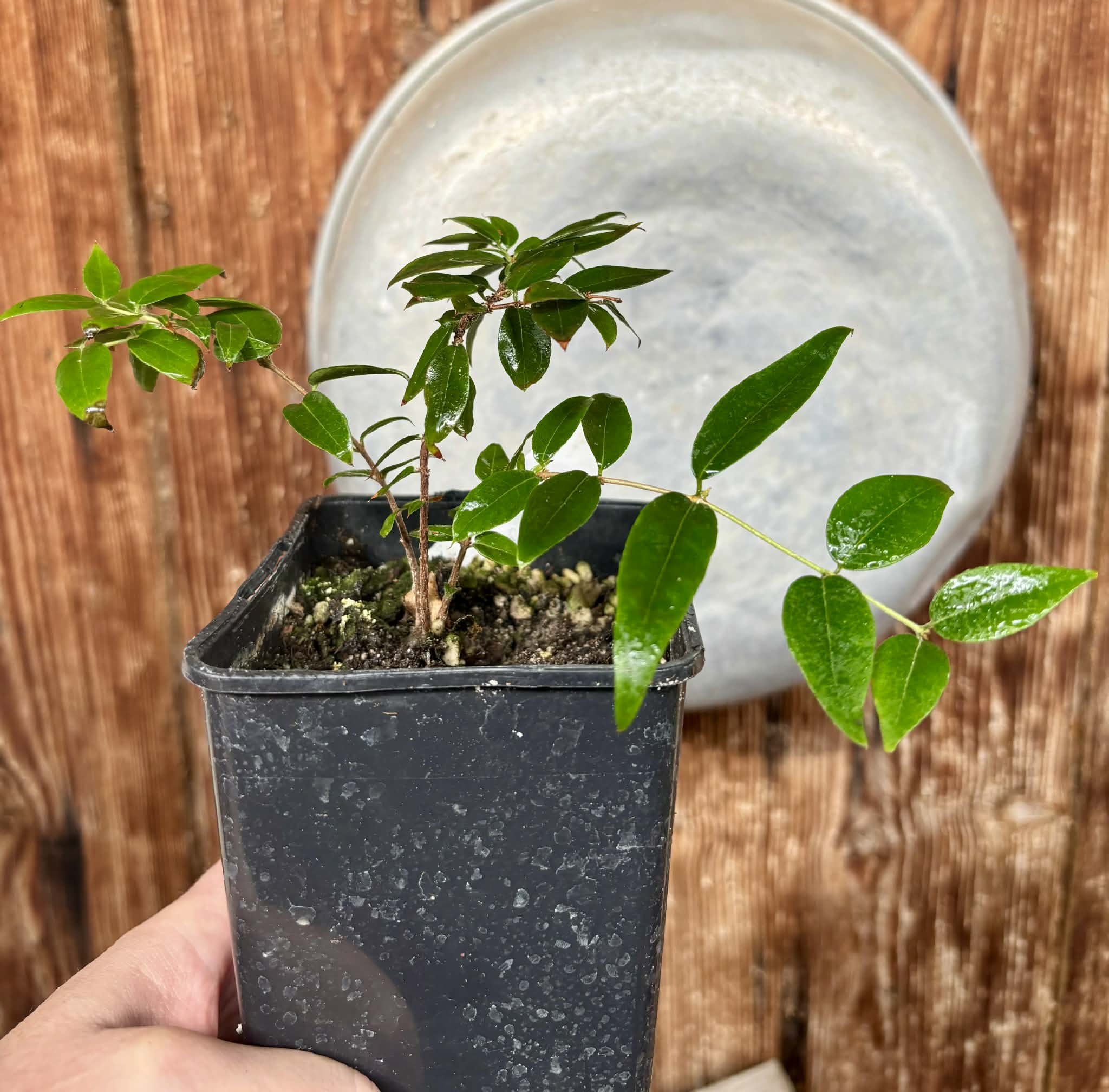 Jaboticaba - Plinia sp Pingo de Mel (Vilela A3) -  1 potted seedling / 1  getopfter Sämling