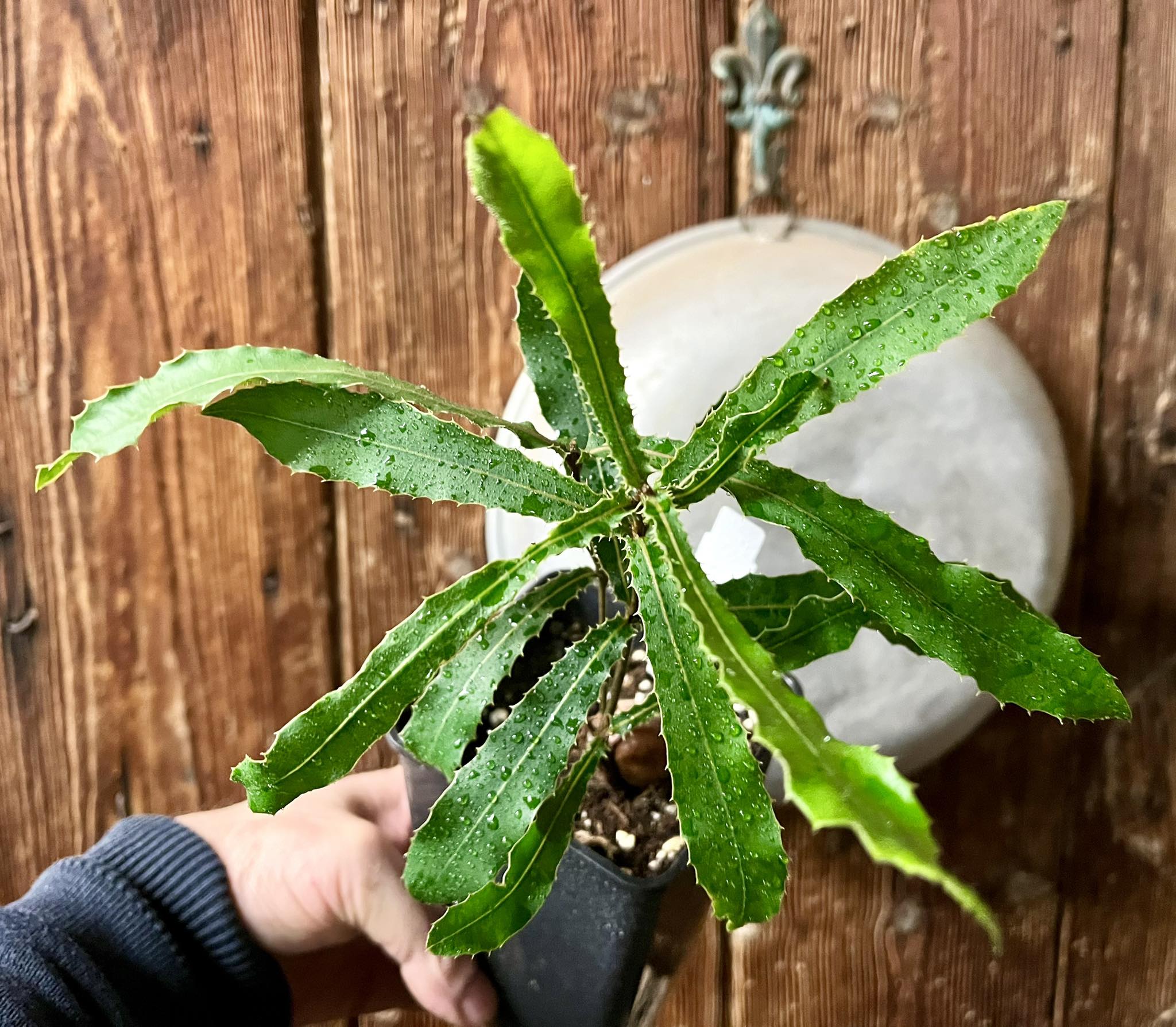 Macadamia integrifolia ,  1 potted plant / 1 getopfte Pflanze