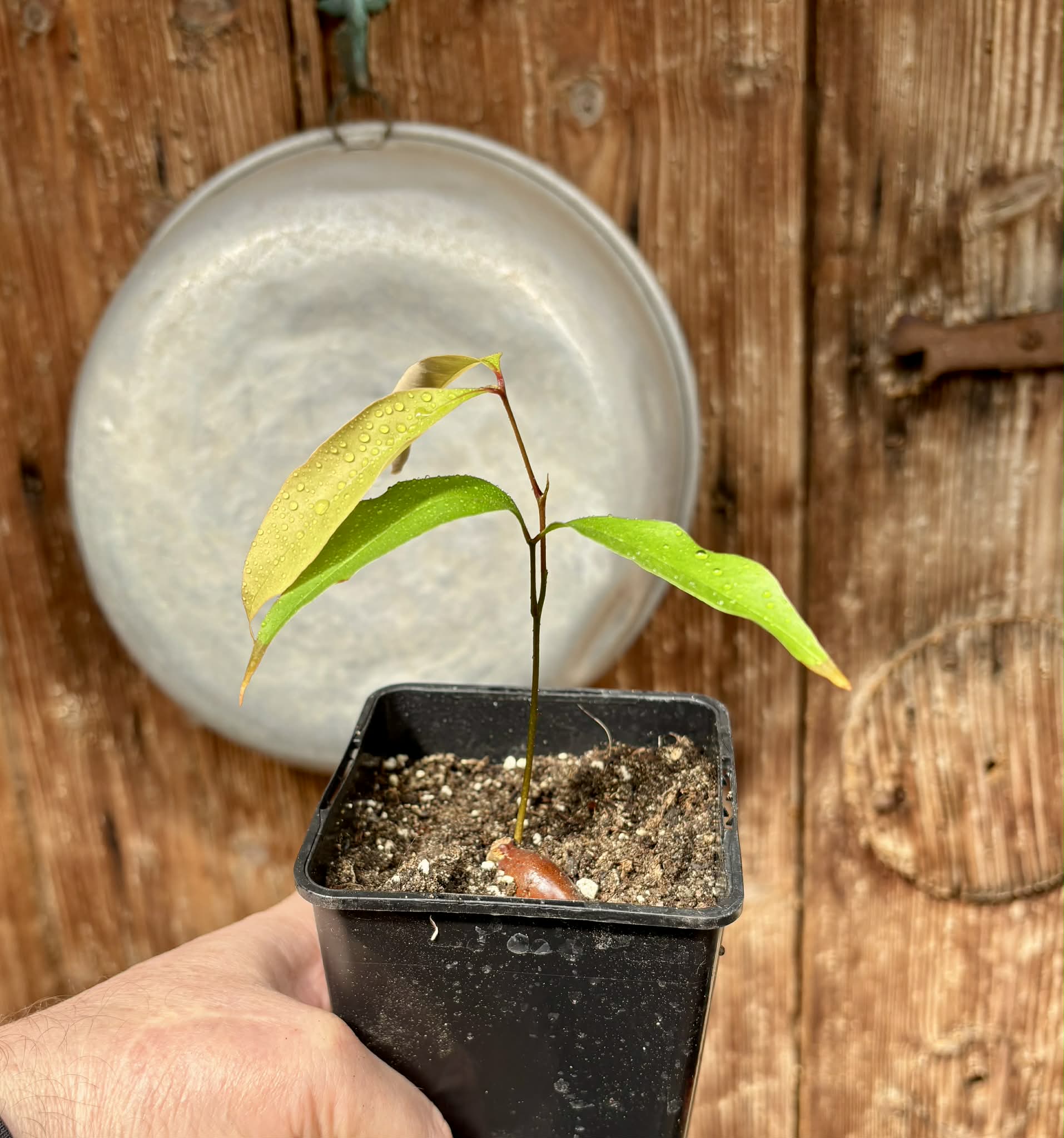 Litchi chinensis - var. Fei Zi Xiao (Litchi chinensis) - 1 potted seedling / 1 getopfter Sämling 