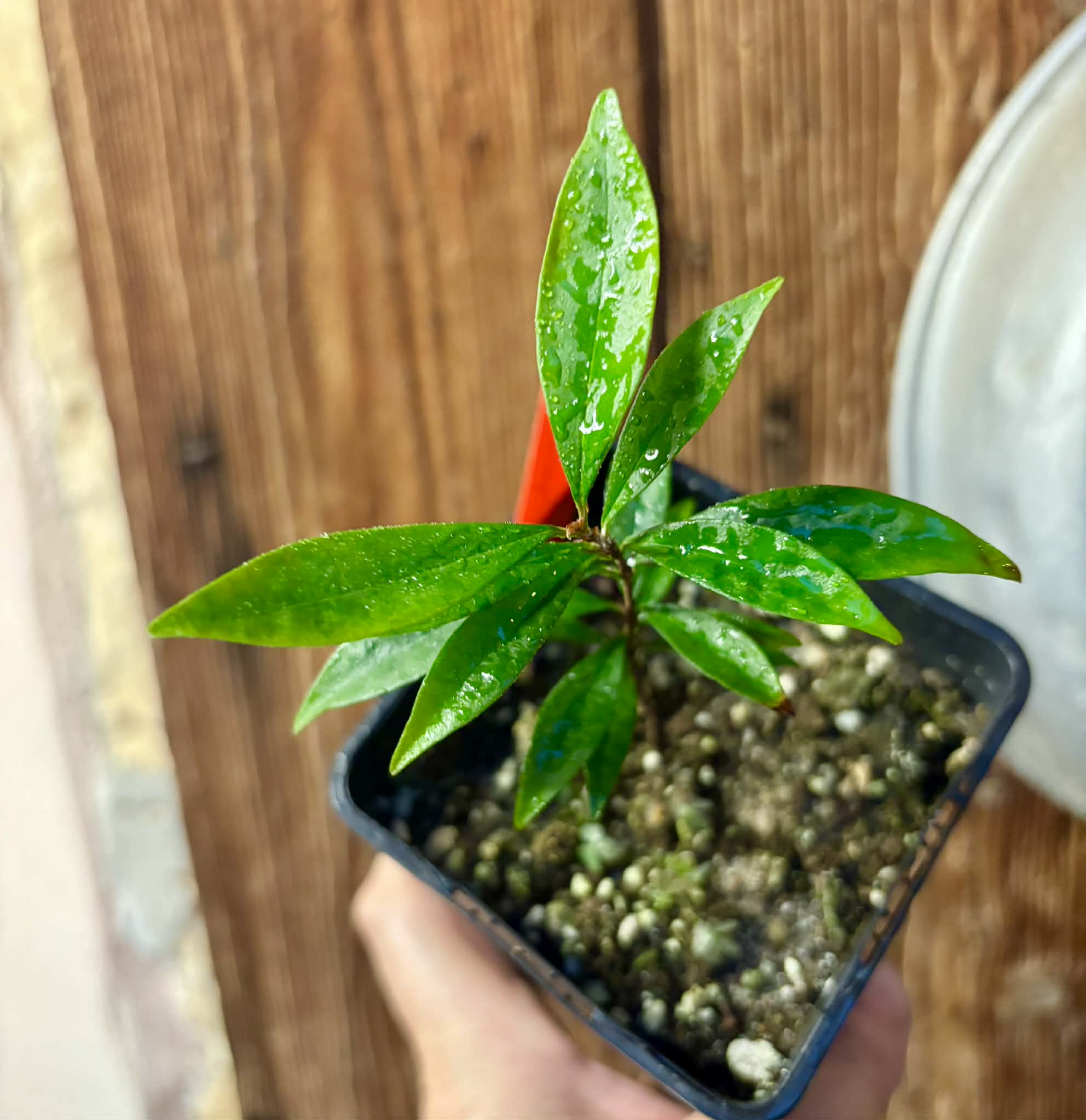 Eugenia sp Itacare vermelha -  1 potted seedling / 1 getopfter Sämling