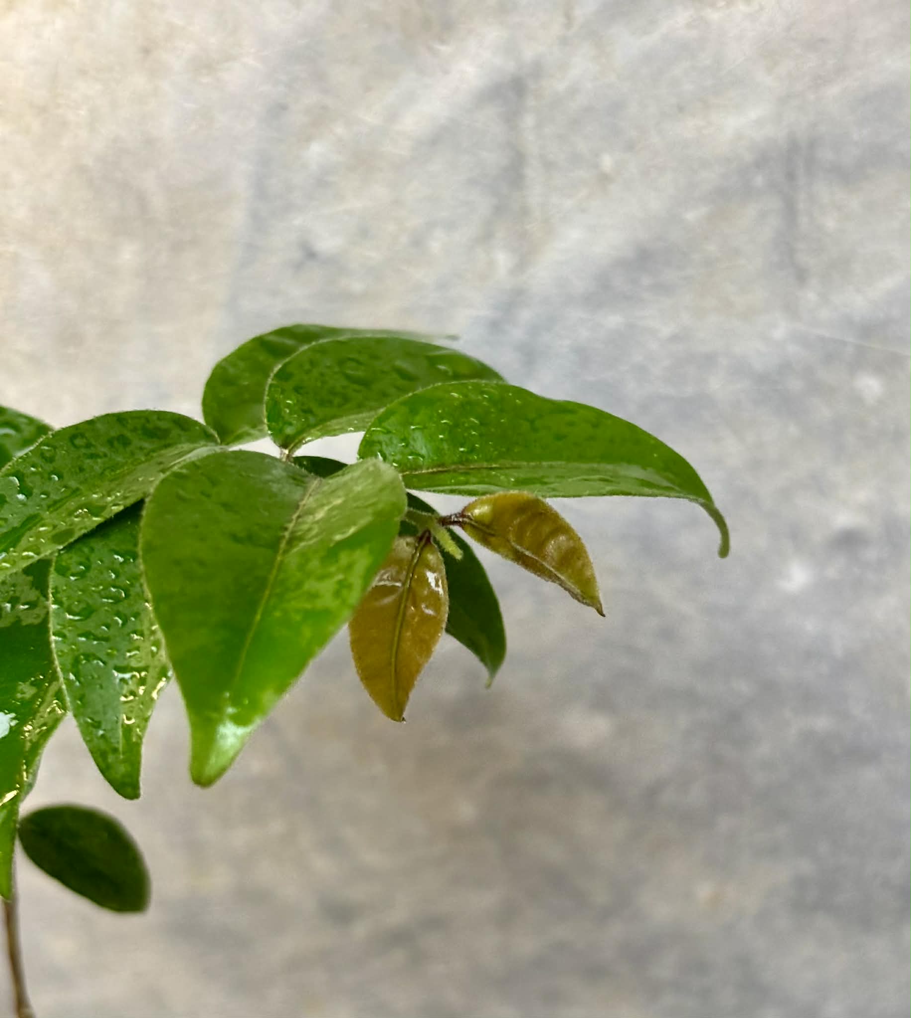 Eugenia sp Guajuba suave -  1 potted seedling / 1 getopfter Sämling