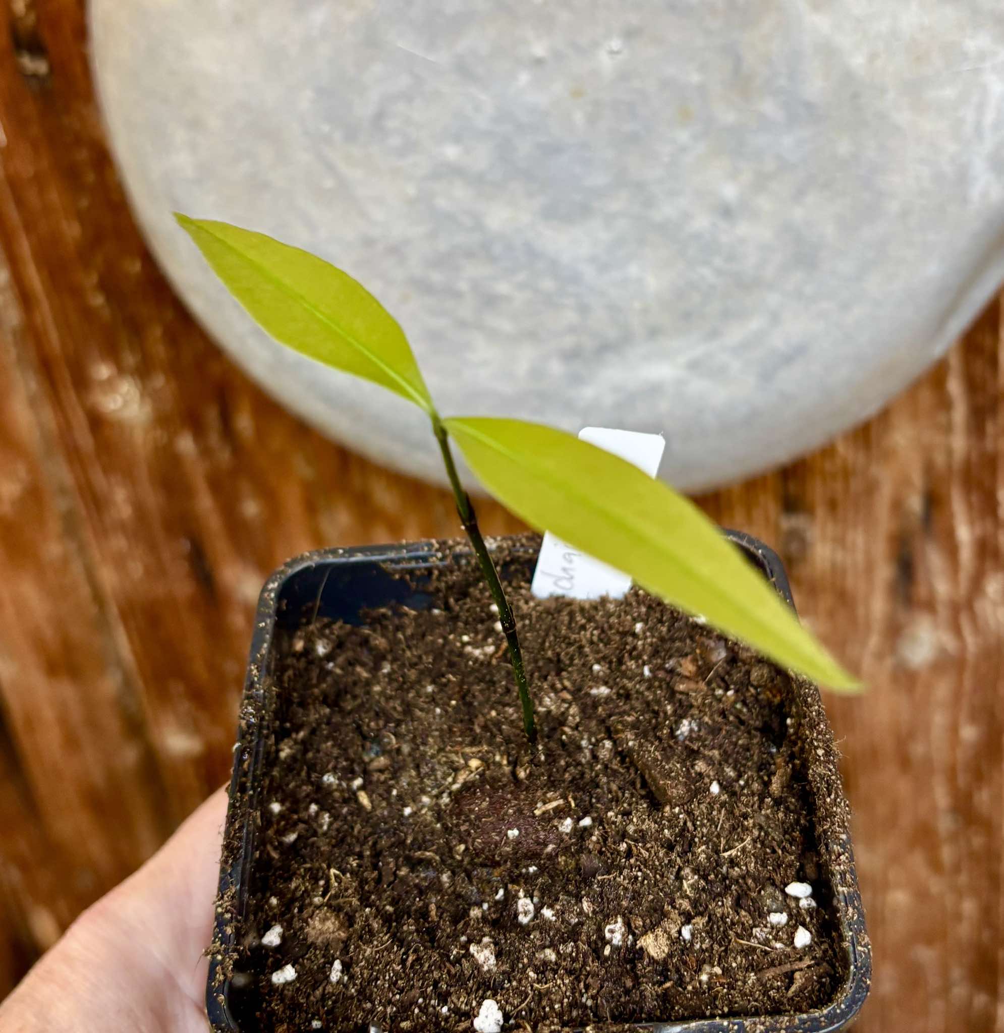 Garcinia humilis  - Achachairu - 1 potted plant / 1 getopfte Pflanze