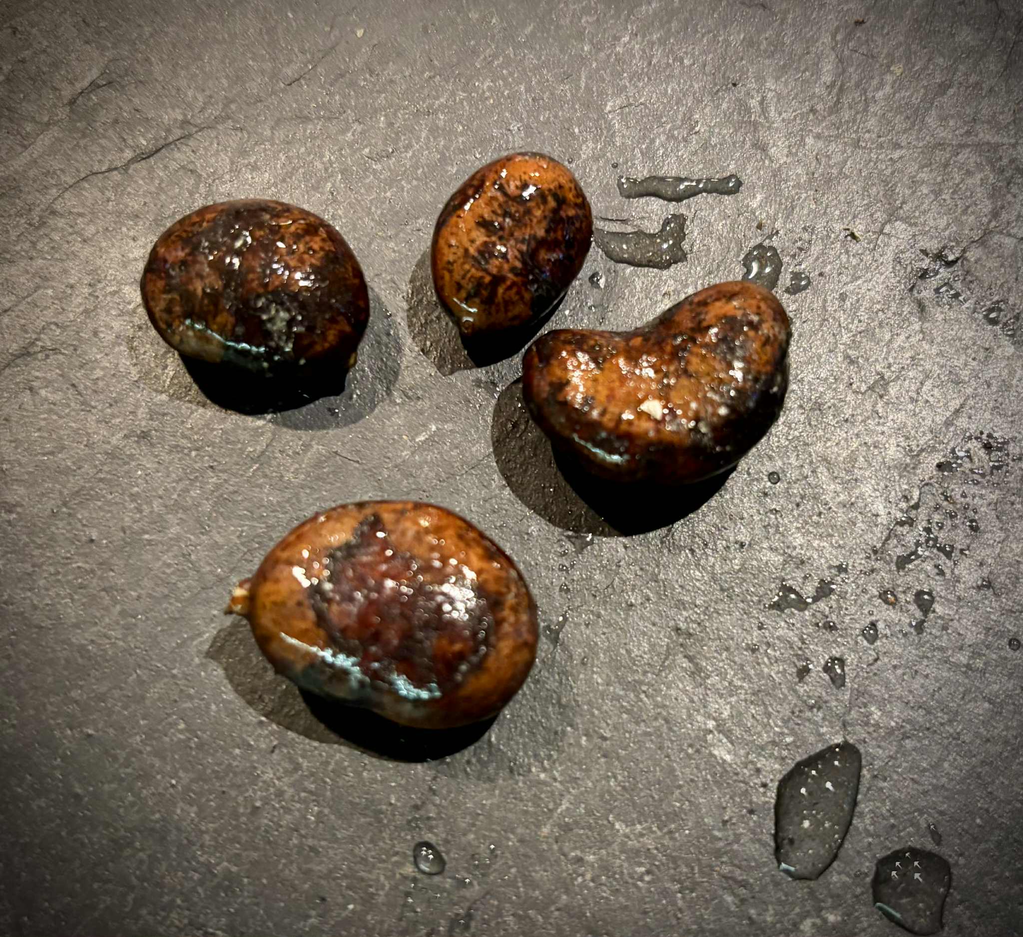 Myrciaria sp Pastora - 1 fresh seed / 1 frischer Samen