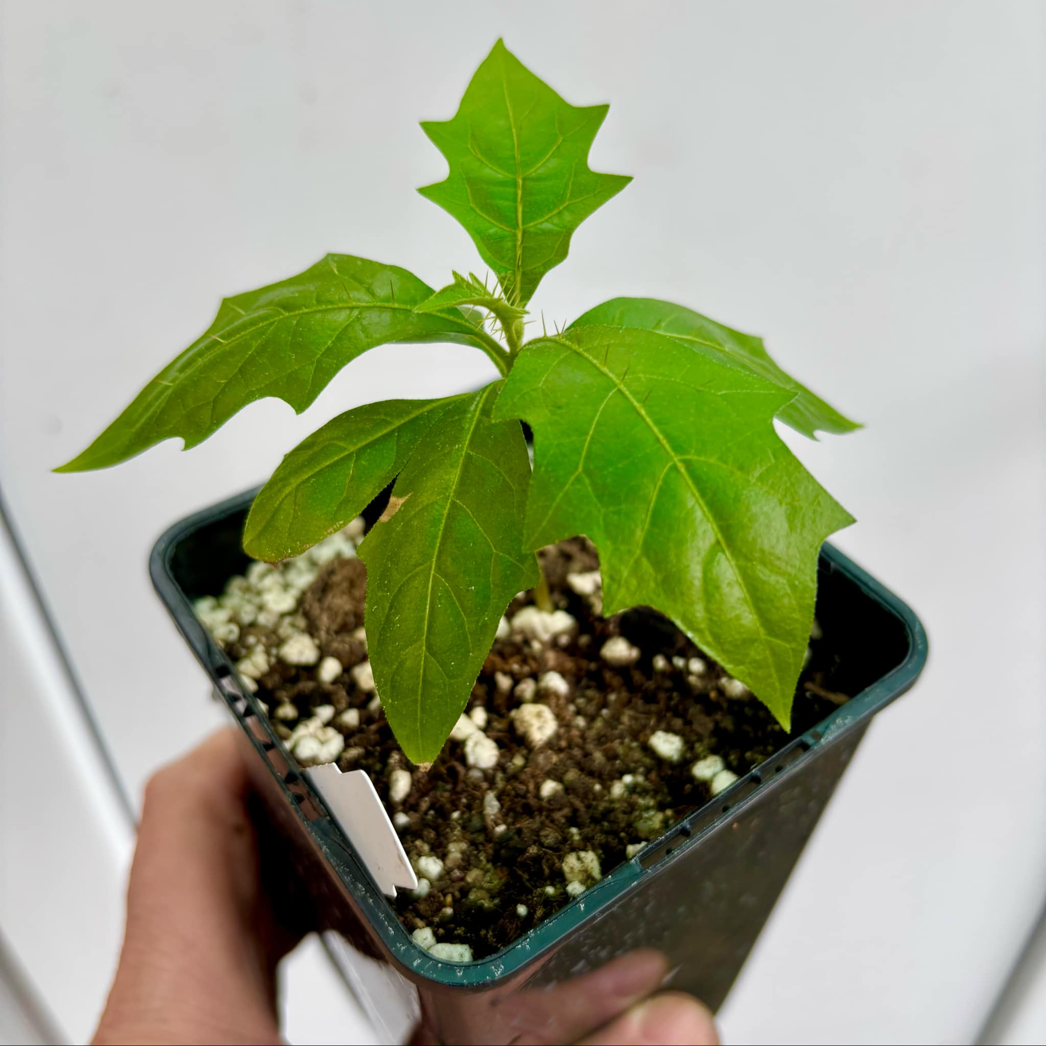 Solanum schizandrum - 1 small, potted seedling / 1 kleiner, getopfter Sämling