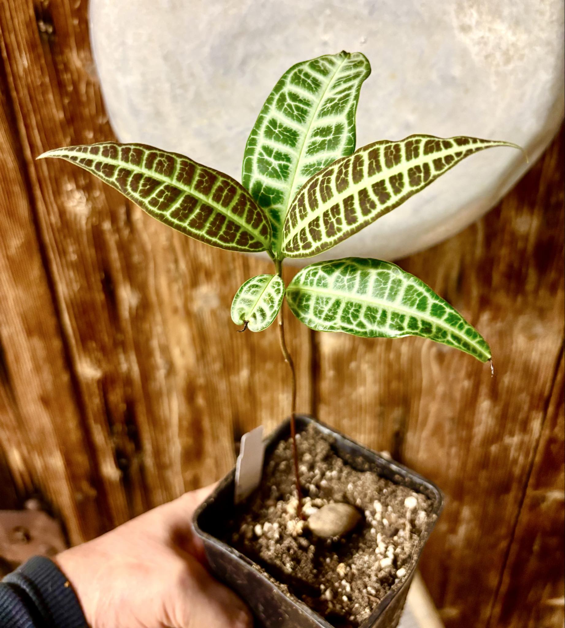 Eugenia sp Labisia -  1 potted seedling / 1 getopfter Sämling