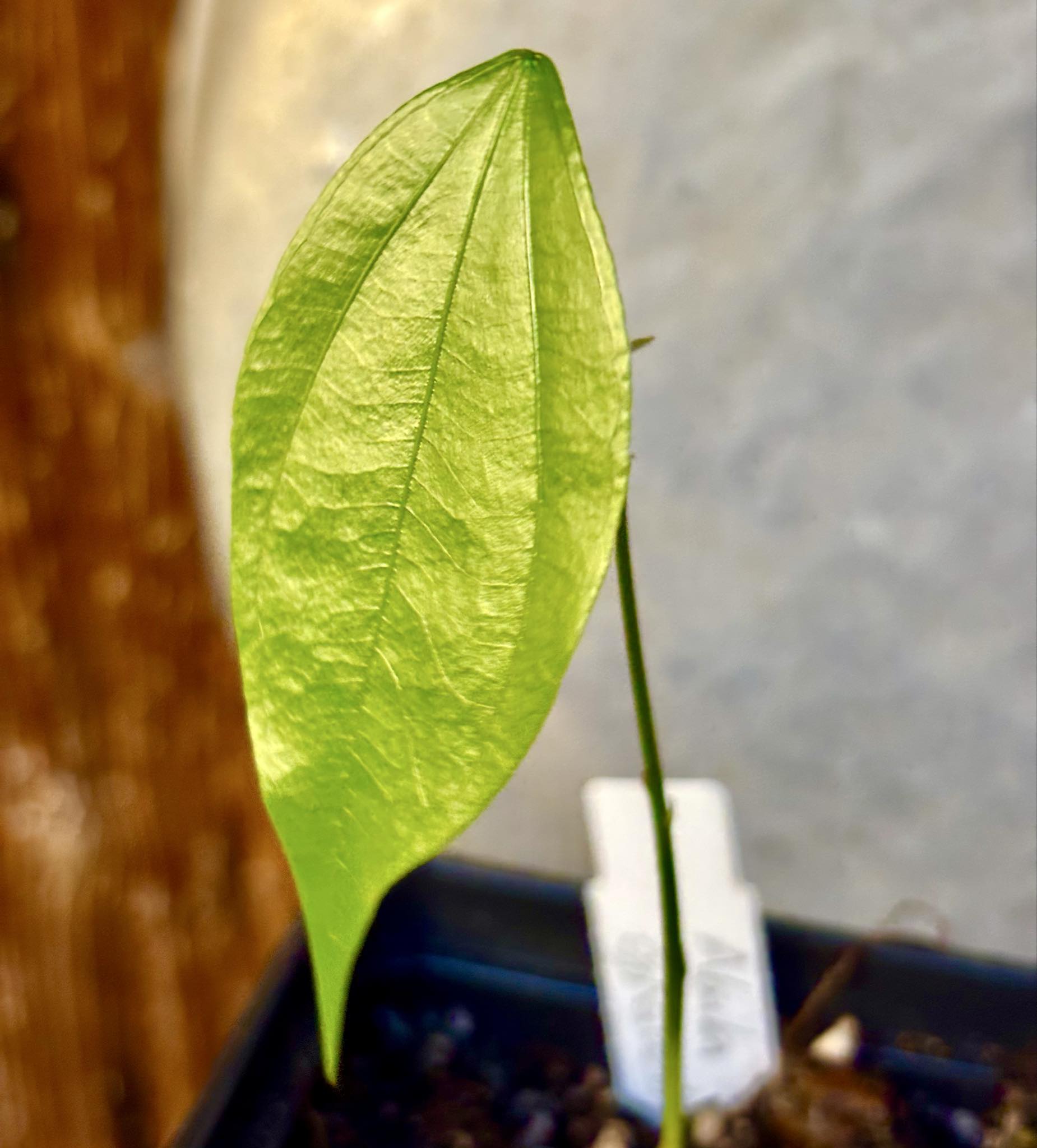 Pitombinha da Amazonia (Abuta grandifolia) - 1 potted seedling / 1 getopfter Sämling