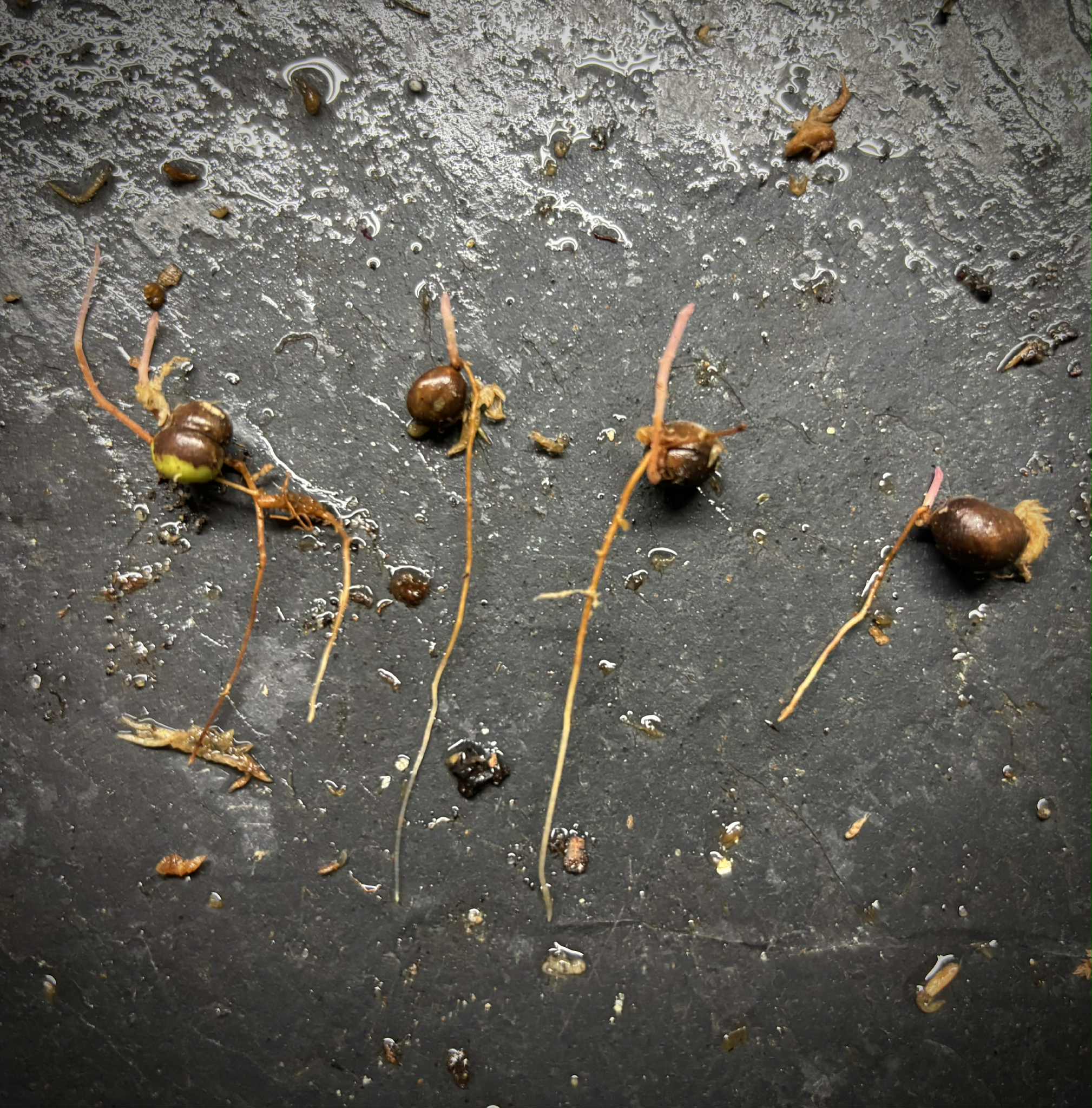 Myrciaria sp Cheirosa azul  - 1 germinated seed / 1 gekeimter Samen