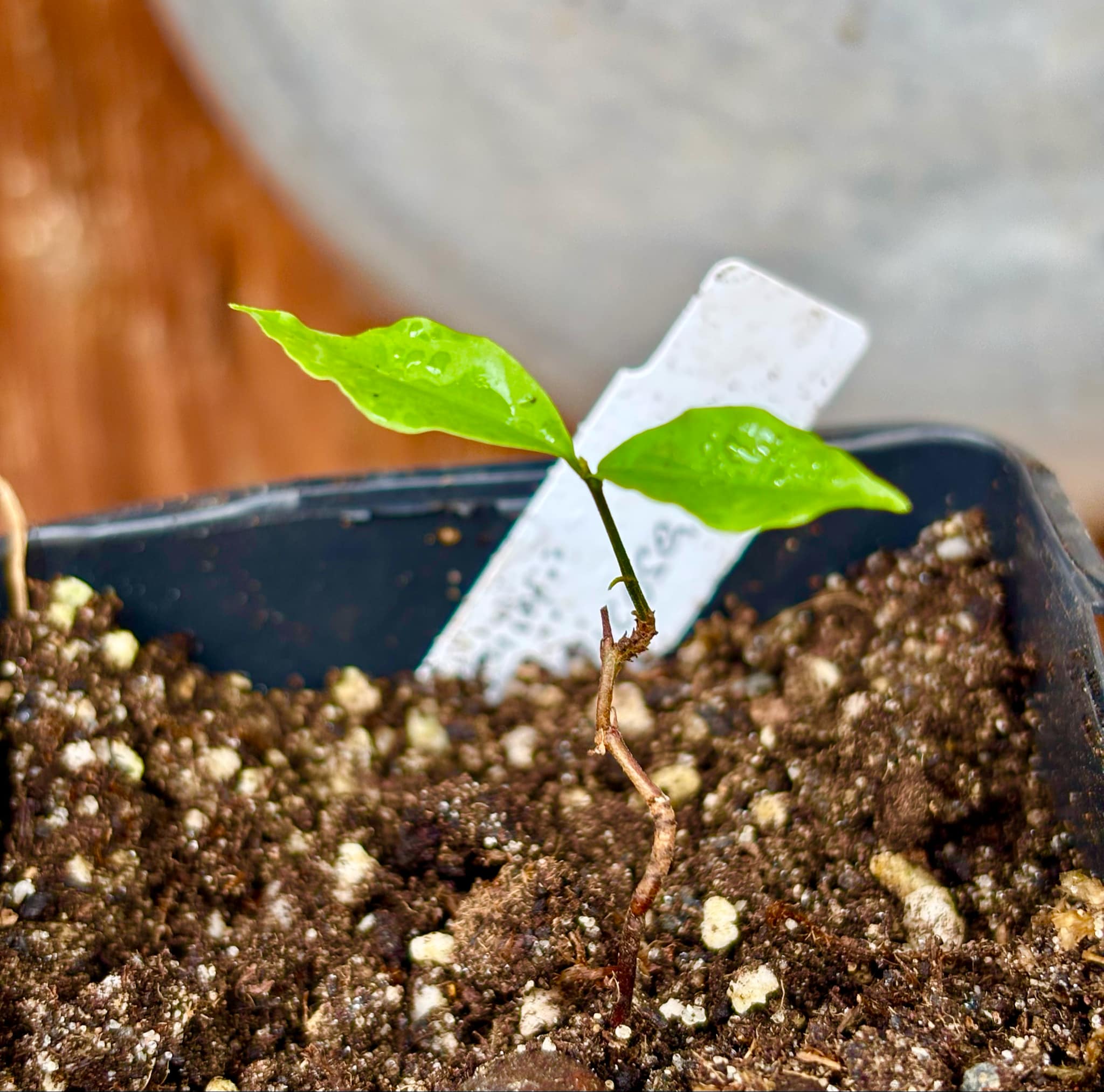 Eugenia neoverucosa - 1 small potted seedling / 1 kleiner, getopfter Sämling