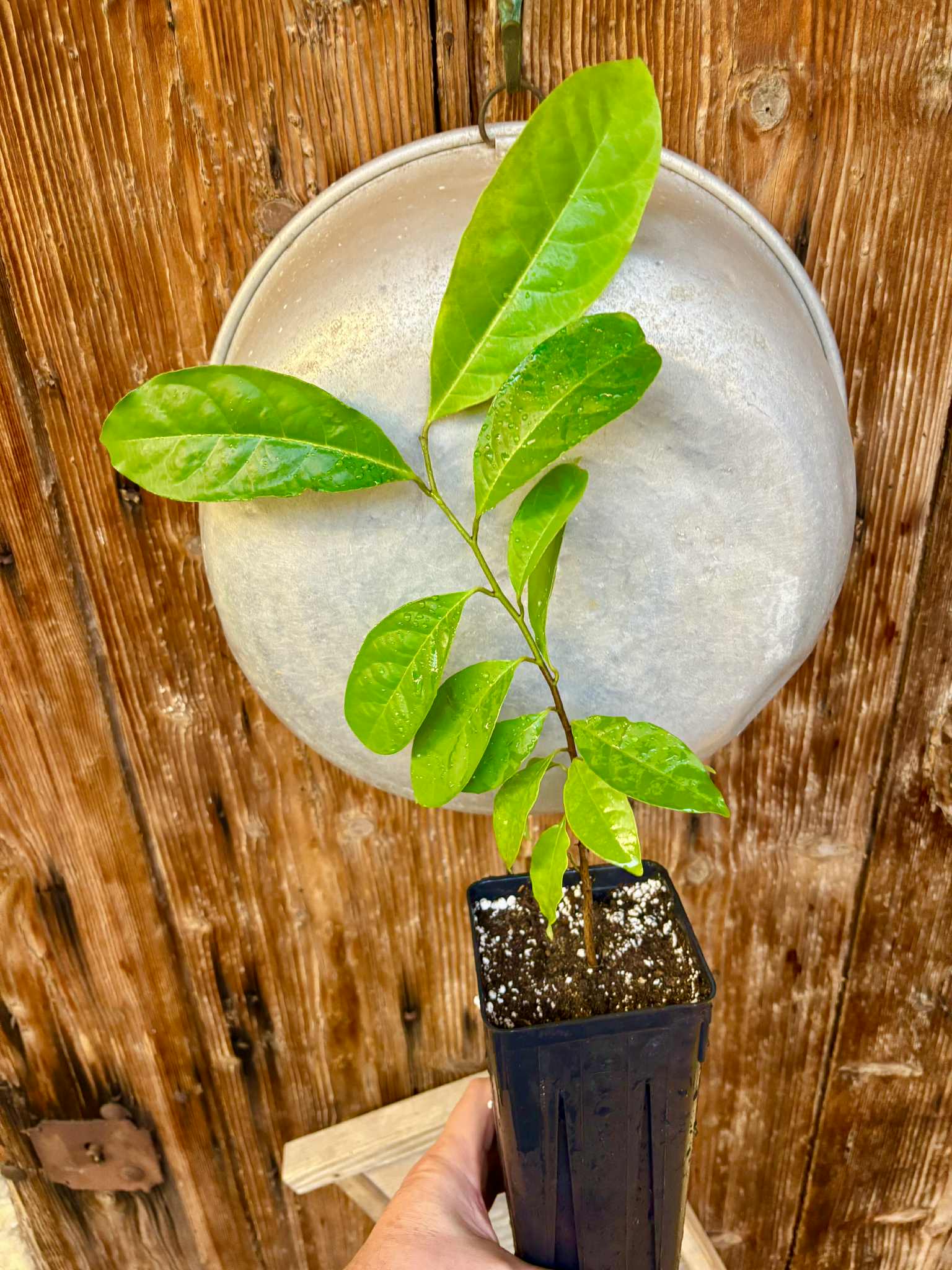 Annona quinduensis  - 1 potted plant / 1 getopfte Pflanze