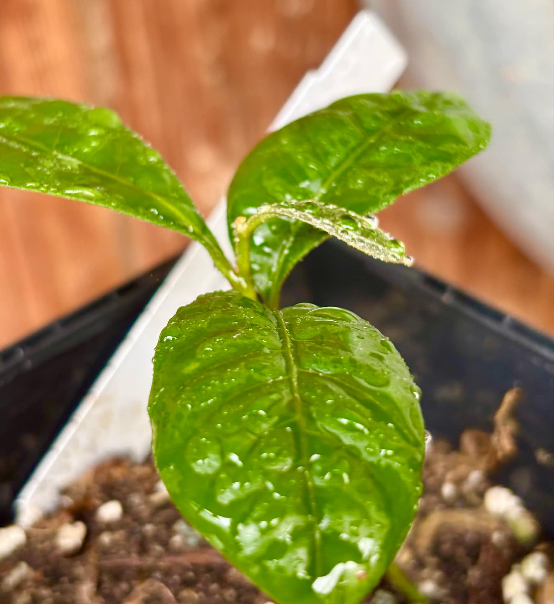 Pouteria bangii - 1 potted plant / 1 getopfte Pflanze
