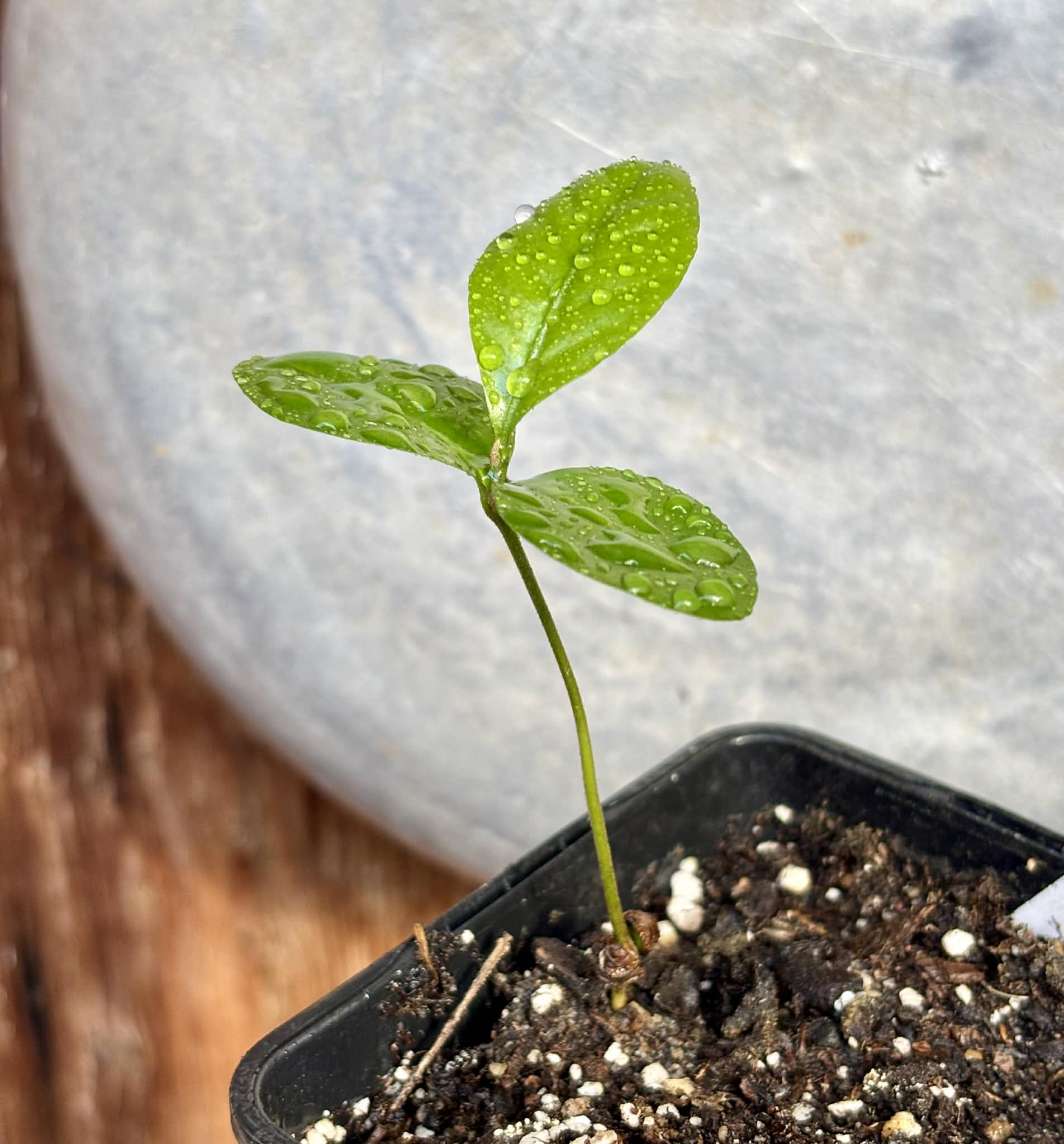 Glycosmis trifoliata - Orangeberry -  1 small seedling / 1 kleiner Sämling