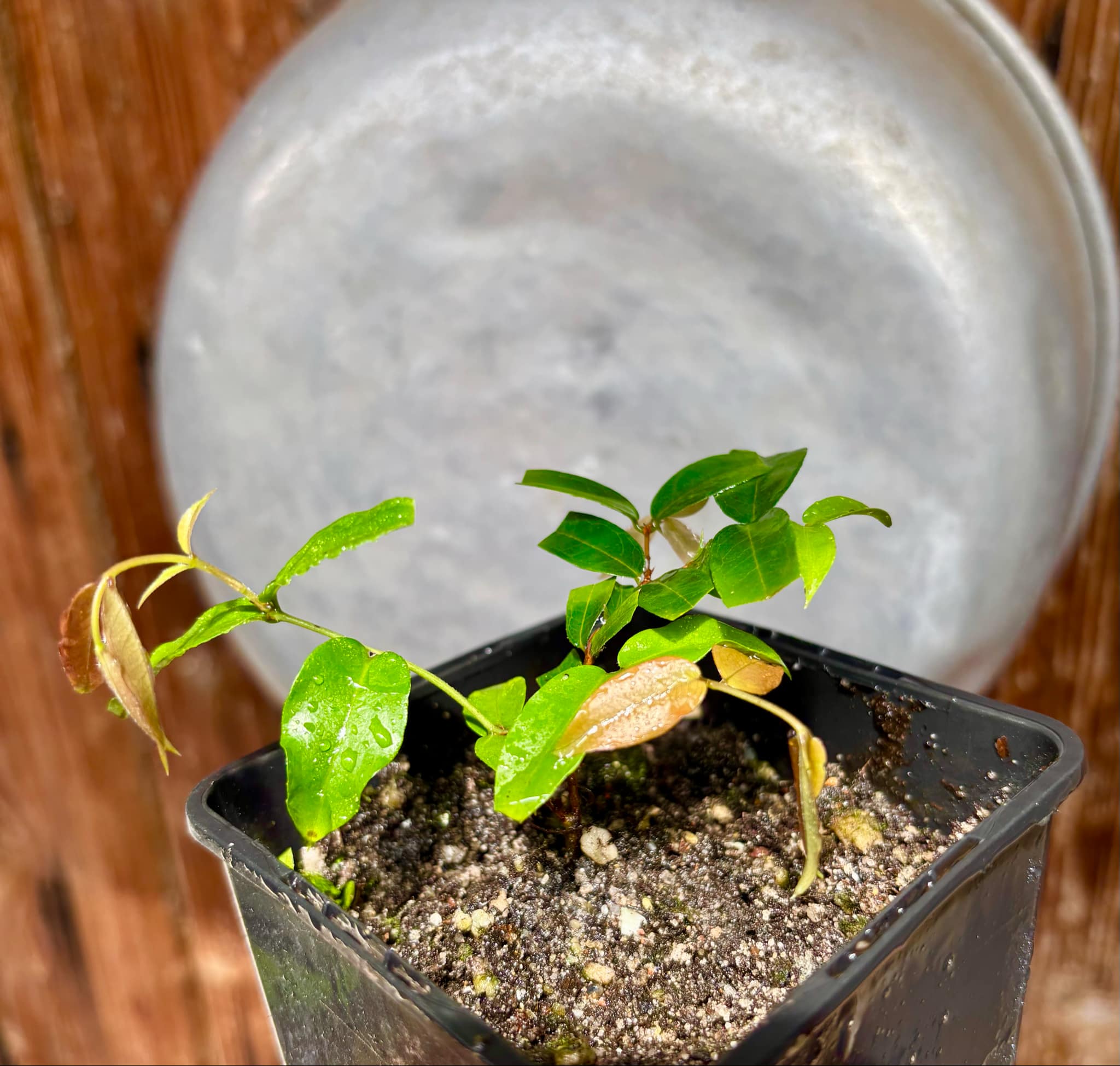 Plinia sp Giant Piray Argentina - 1 potted plant / 1 getopfte Pflanze