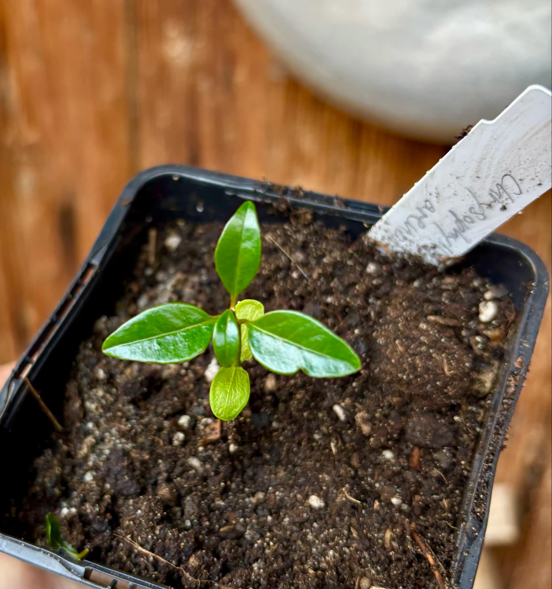 Chrysophyllum arenarium - Ameixa do Nordeste - 1 small potted plant / 1 kleine, getopfte Pflanze