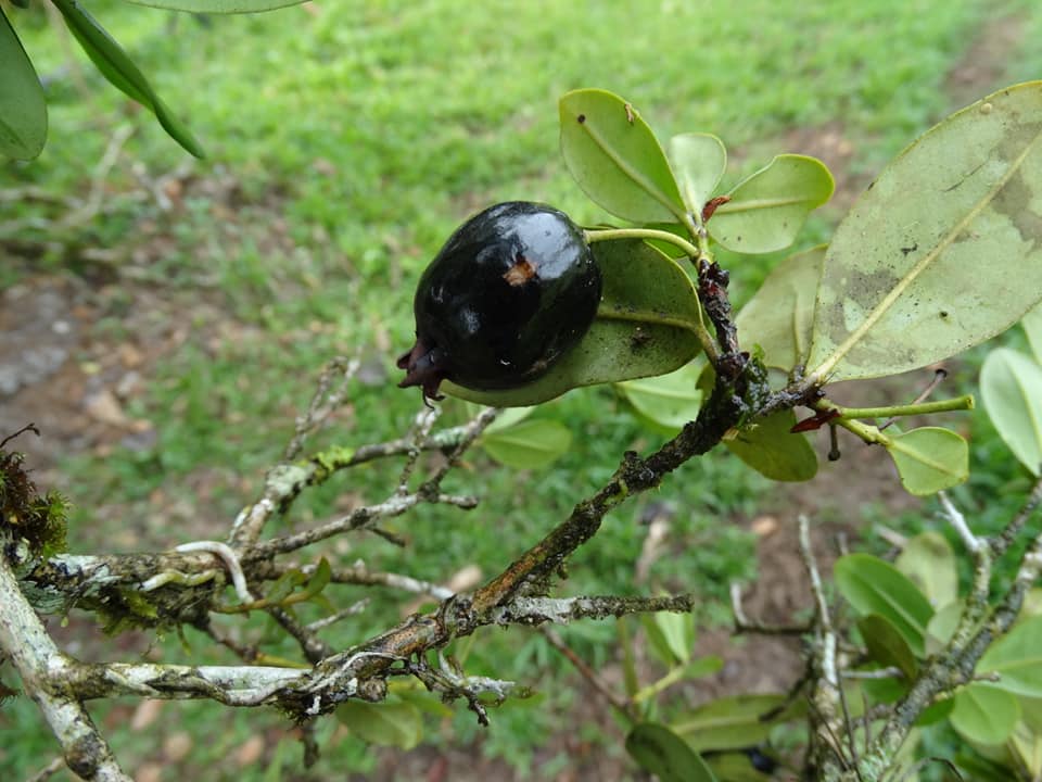 Eugenia aff ligustrina - 1 potted plant / 1 getopfte Pflanze Eugenia aff ligustrina - 1 potted plant / 1 getopfte Pflanze