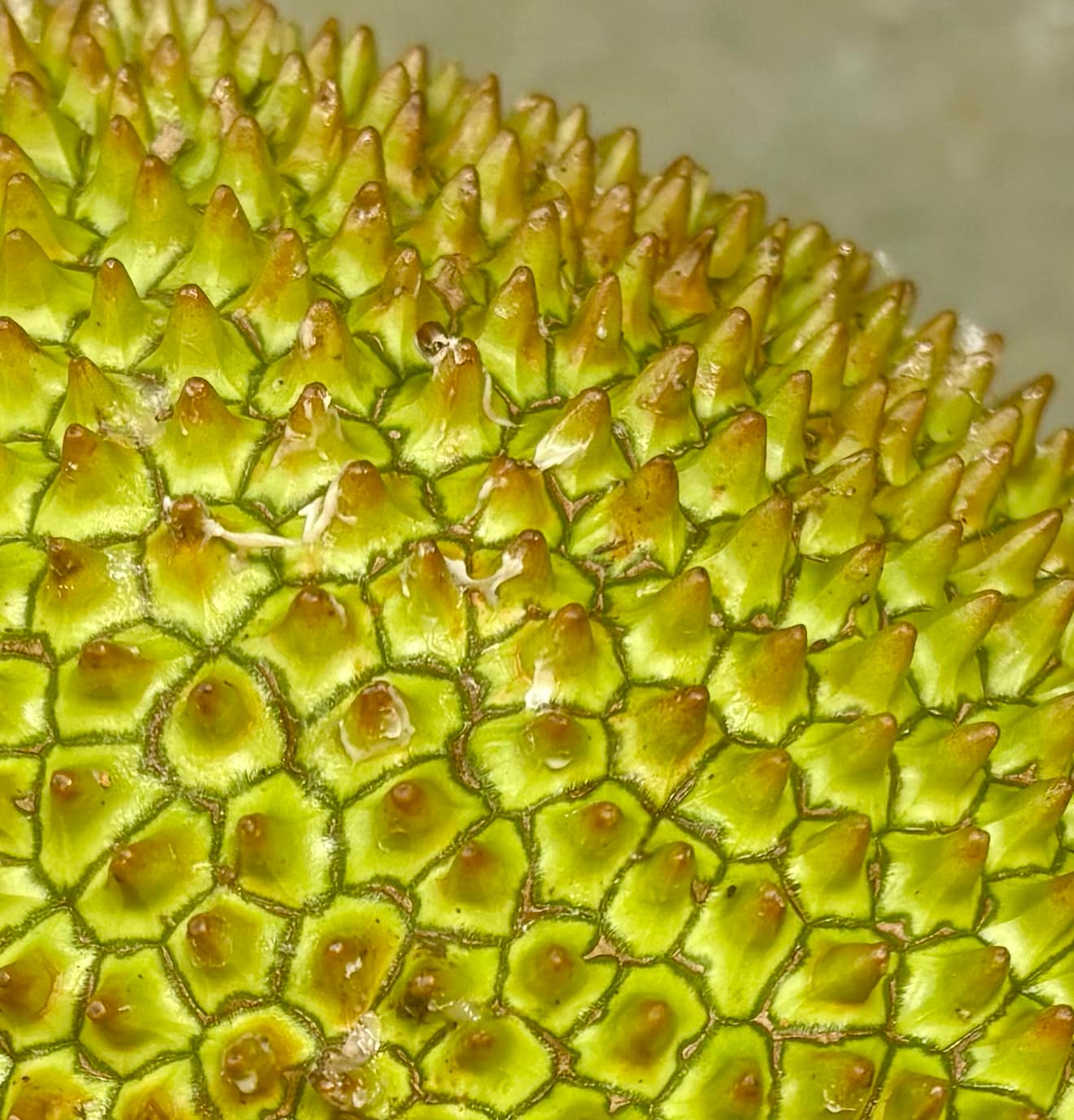 Cempedak (Artocarpus integer)  -  1 fresh seed / 1 frischer Samen