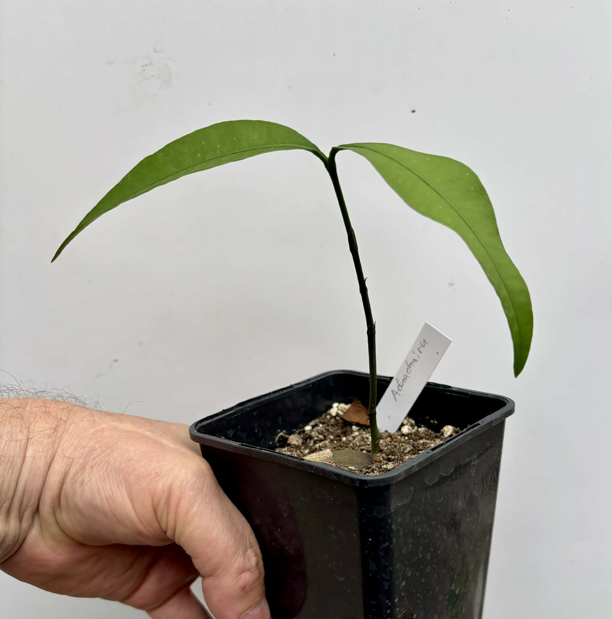 Achachairu (Garcinia humilis) - 1 potted seedling / 1 getopfter Sämling