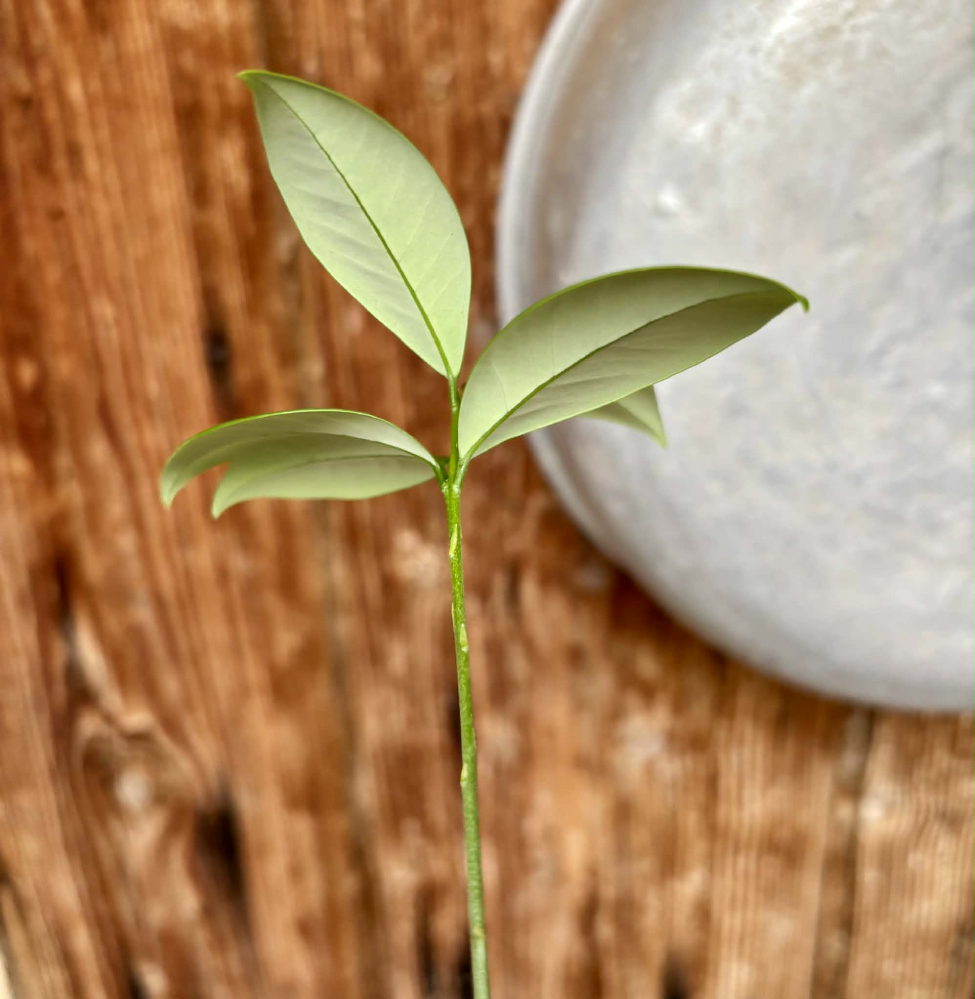 Hybrid Typ B - Eugenia sp Itayuba - 1 potted seedling / 1 getopfter Sämling
