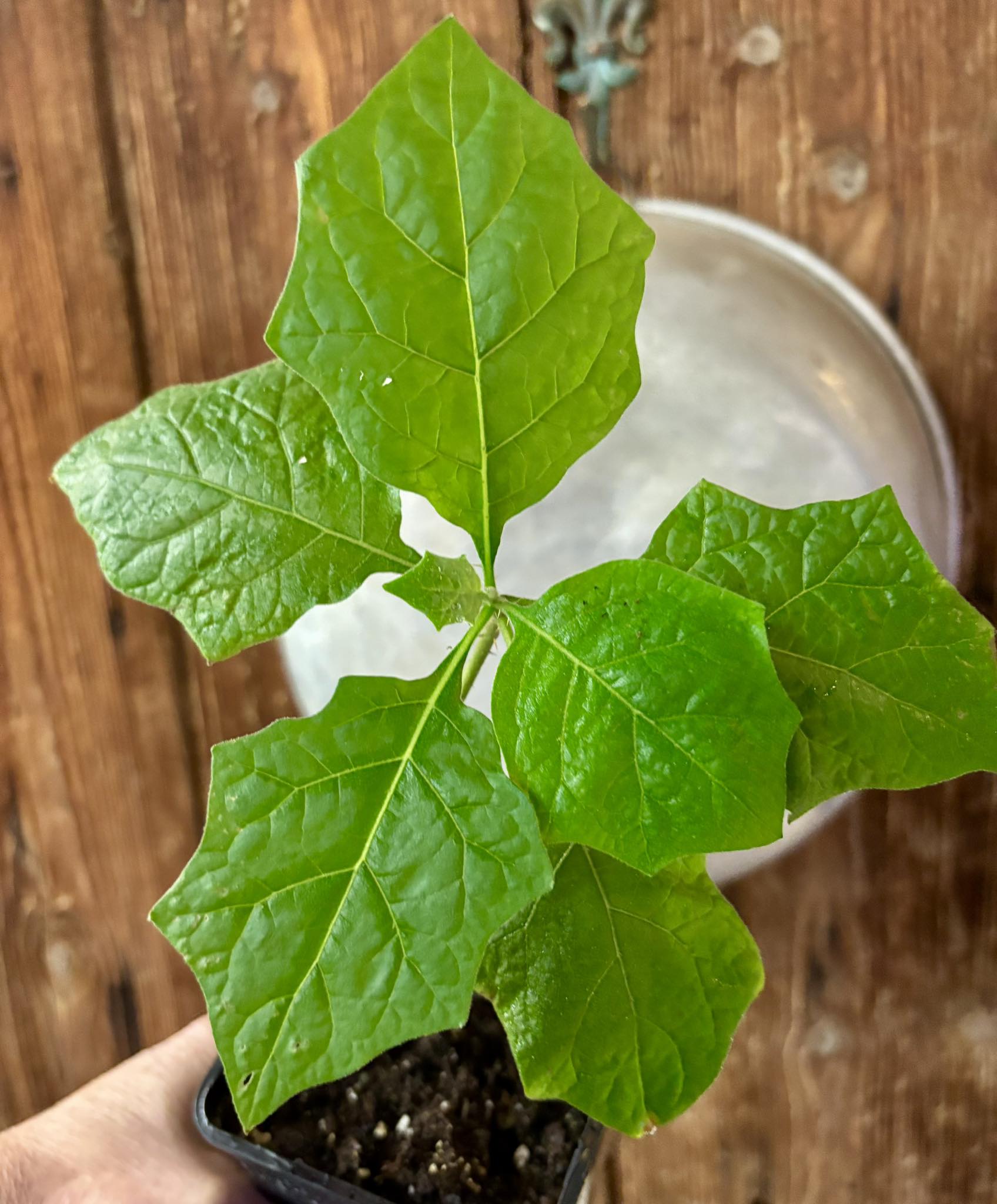 Juã-Açu - Solanum oocarpum  - 1  potted plant / 1  getopfte Pflanze 