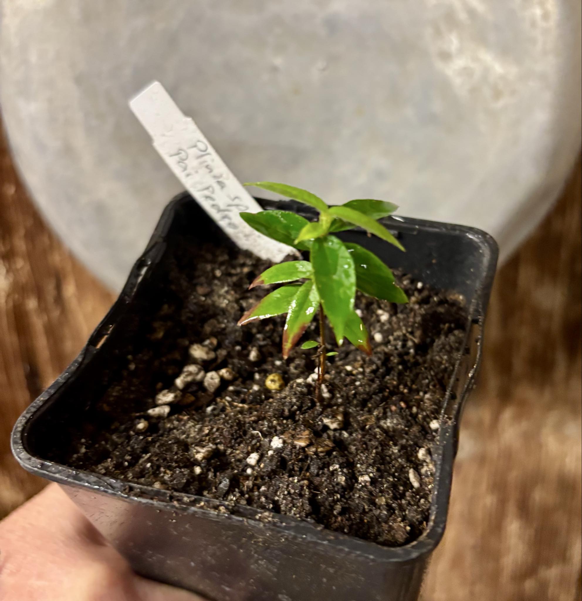 Plinia sp Pai Pedro -  1 small potted seedling / 1 kleiner, getopfter Sämling