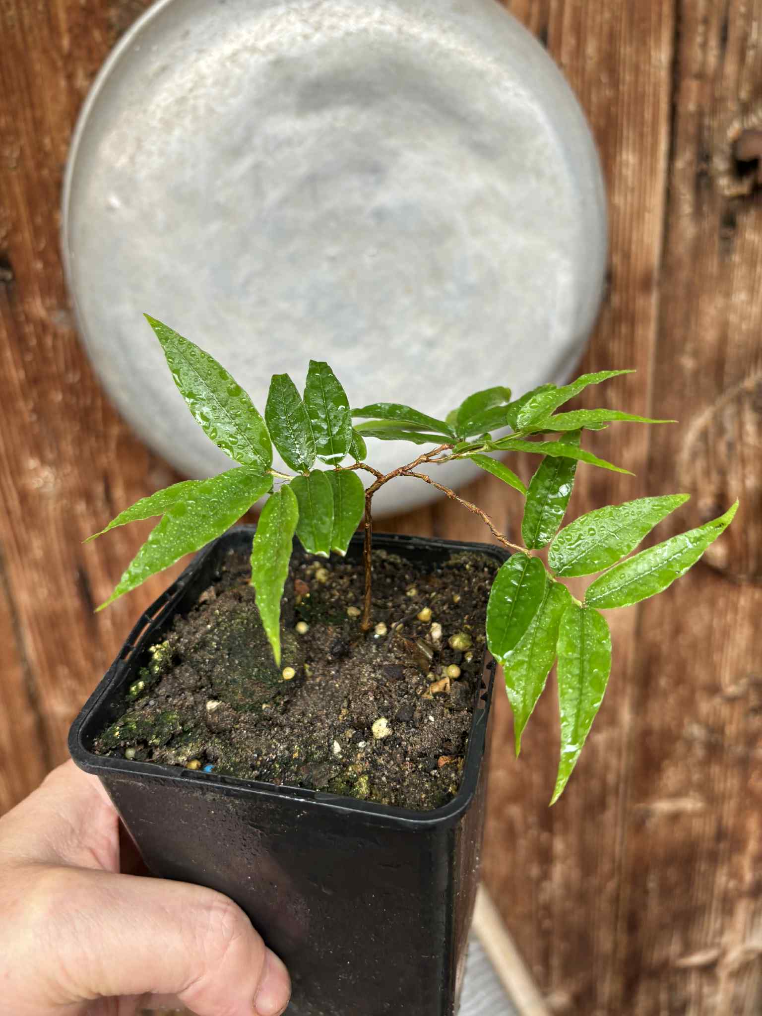 Plinia spiritosantensis var. Mucuri Velvet - 1 potted plant/ 1 getopfte Pflanze Plinia spiritosantensis var. Mucuri Velvet - 1 potted plant/ 1 getopfte Pflanze